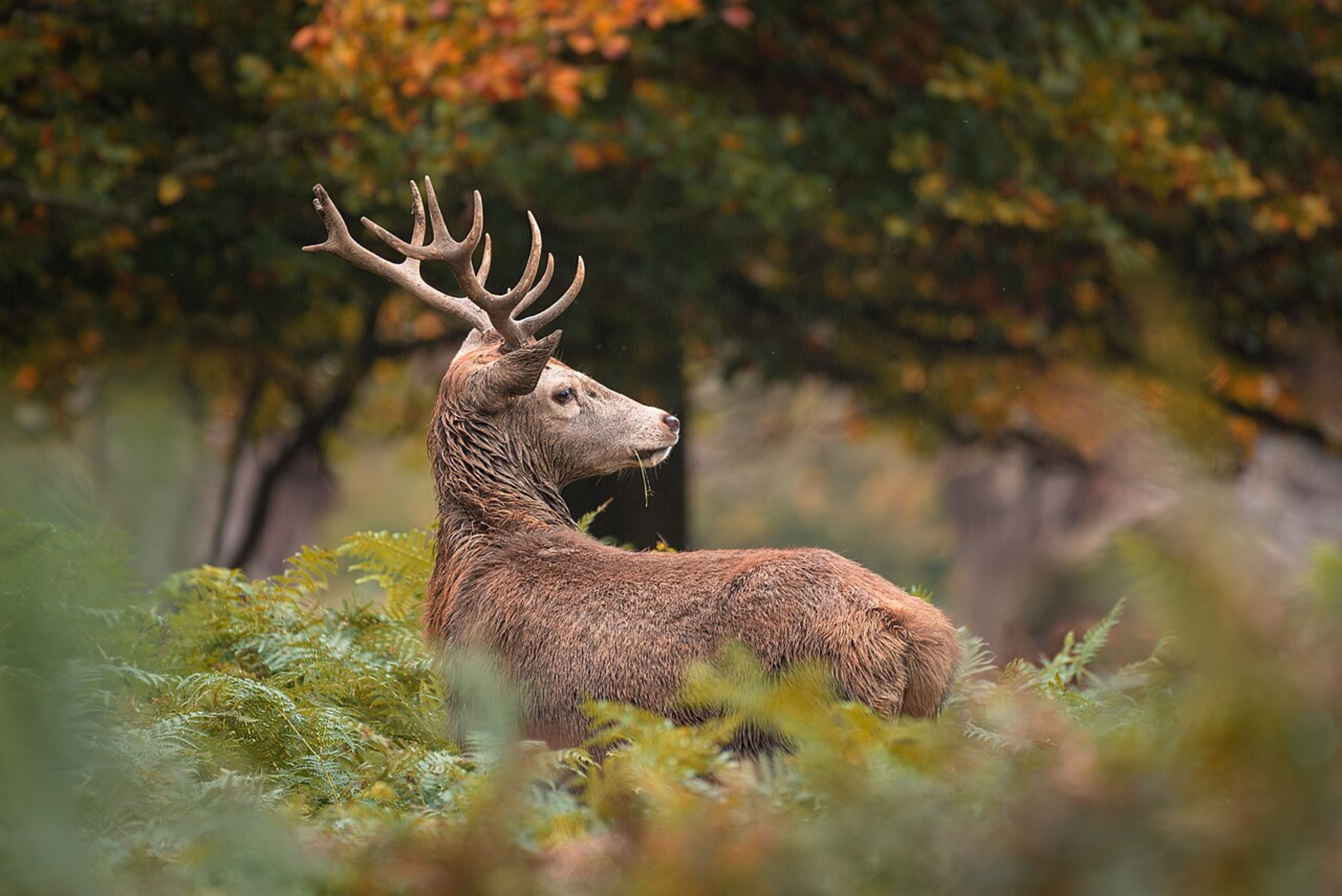 Richmond Park