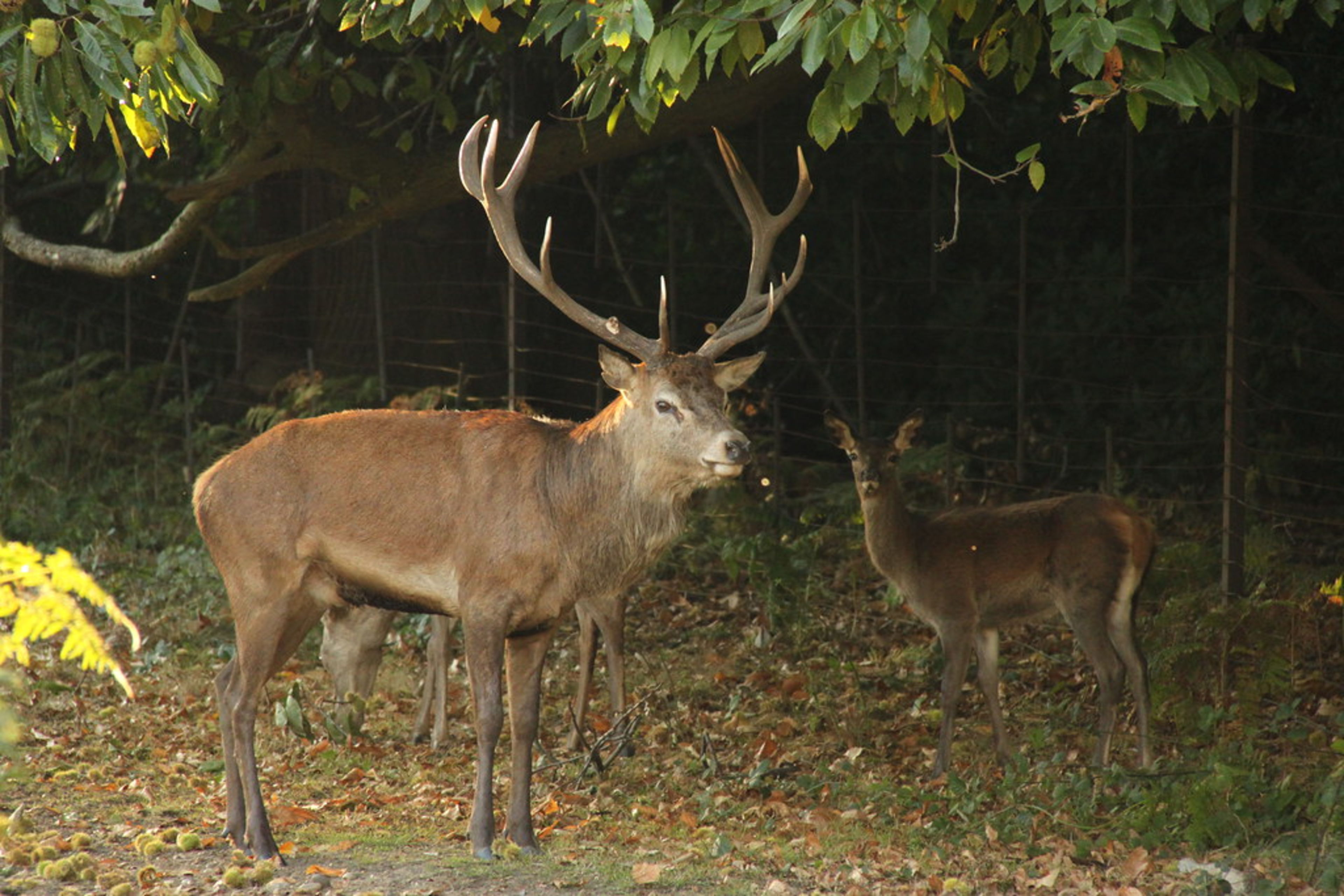 Richmond Park