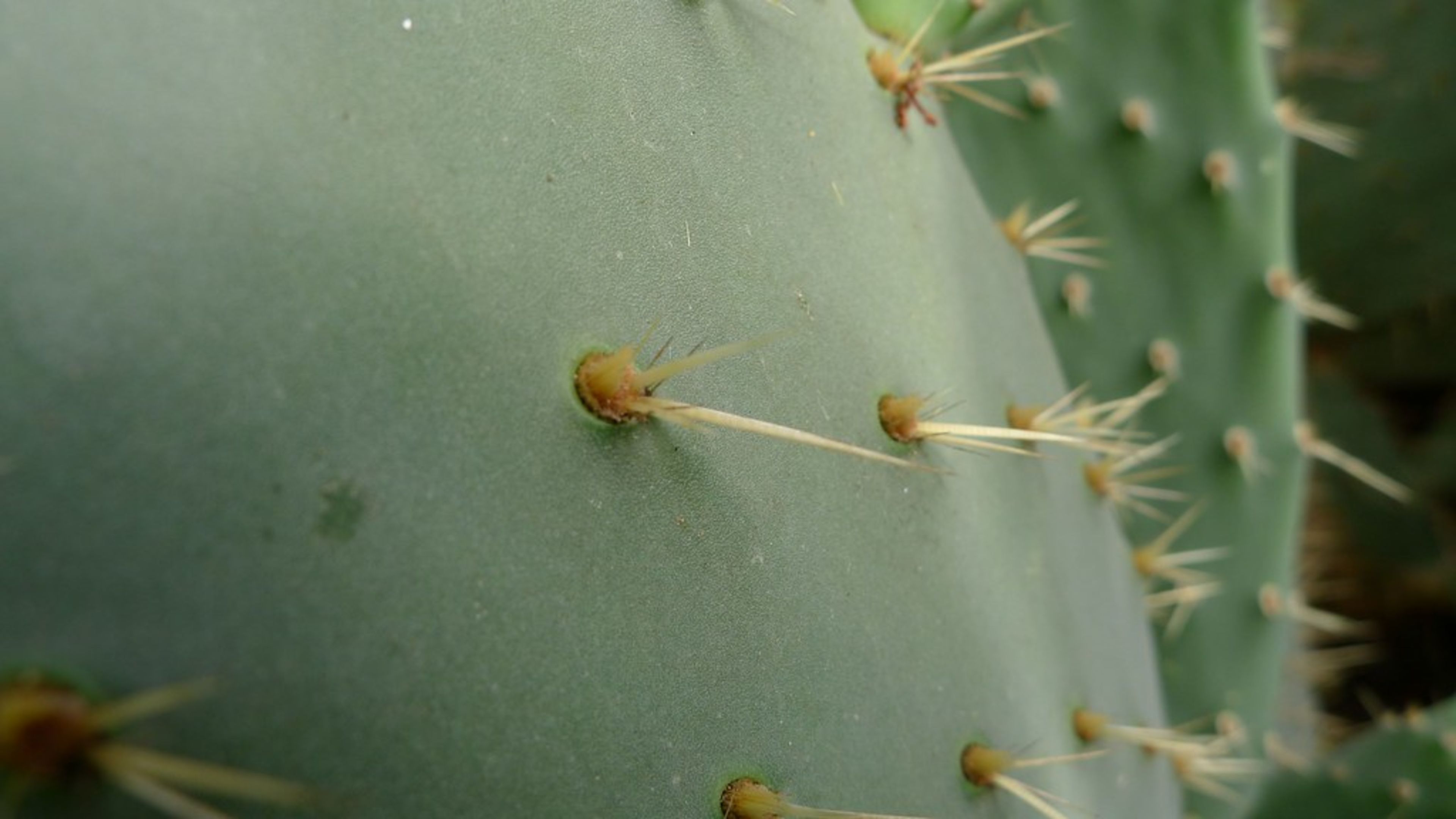 Orto Botanico di Roma
