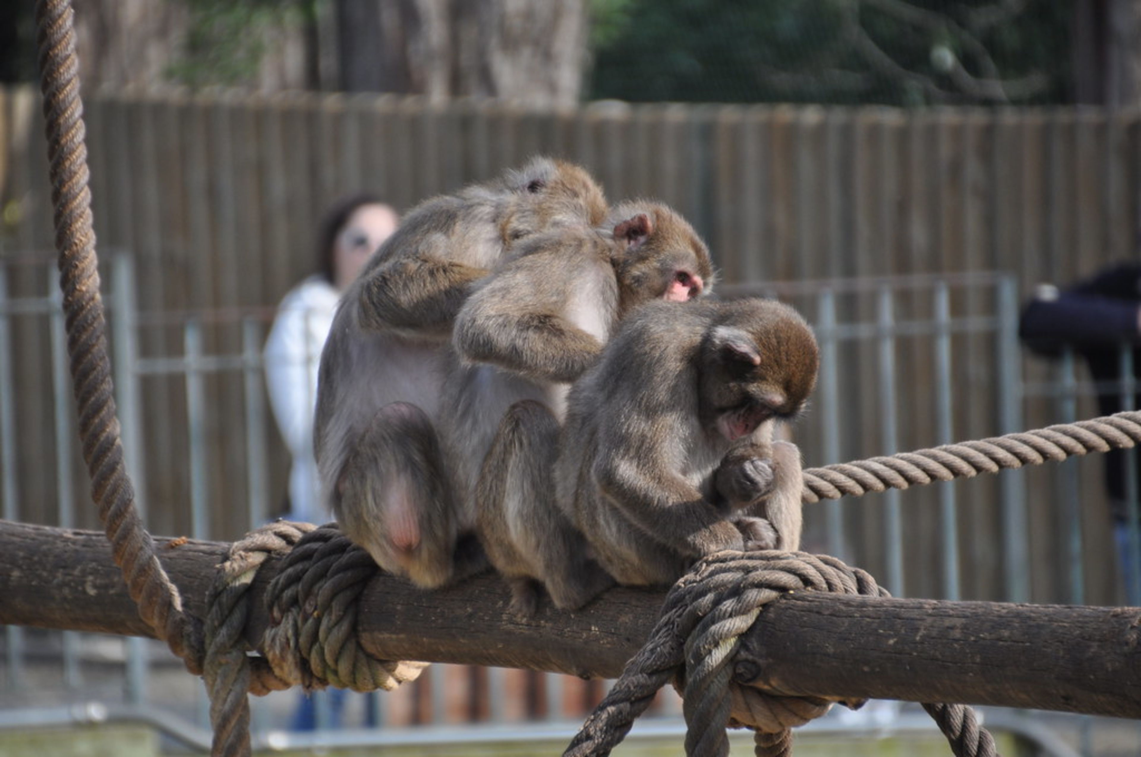 Bioparco di Roma