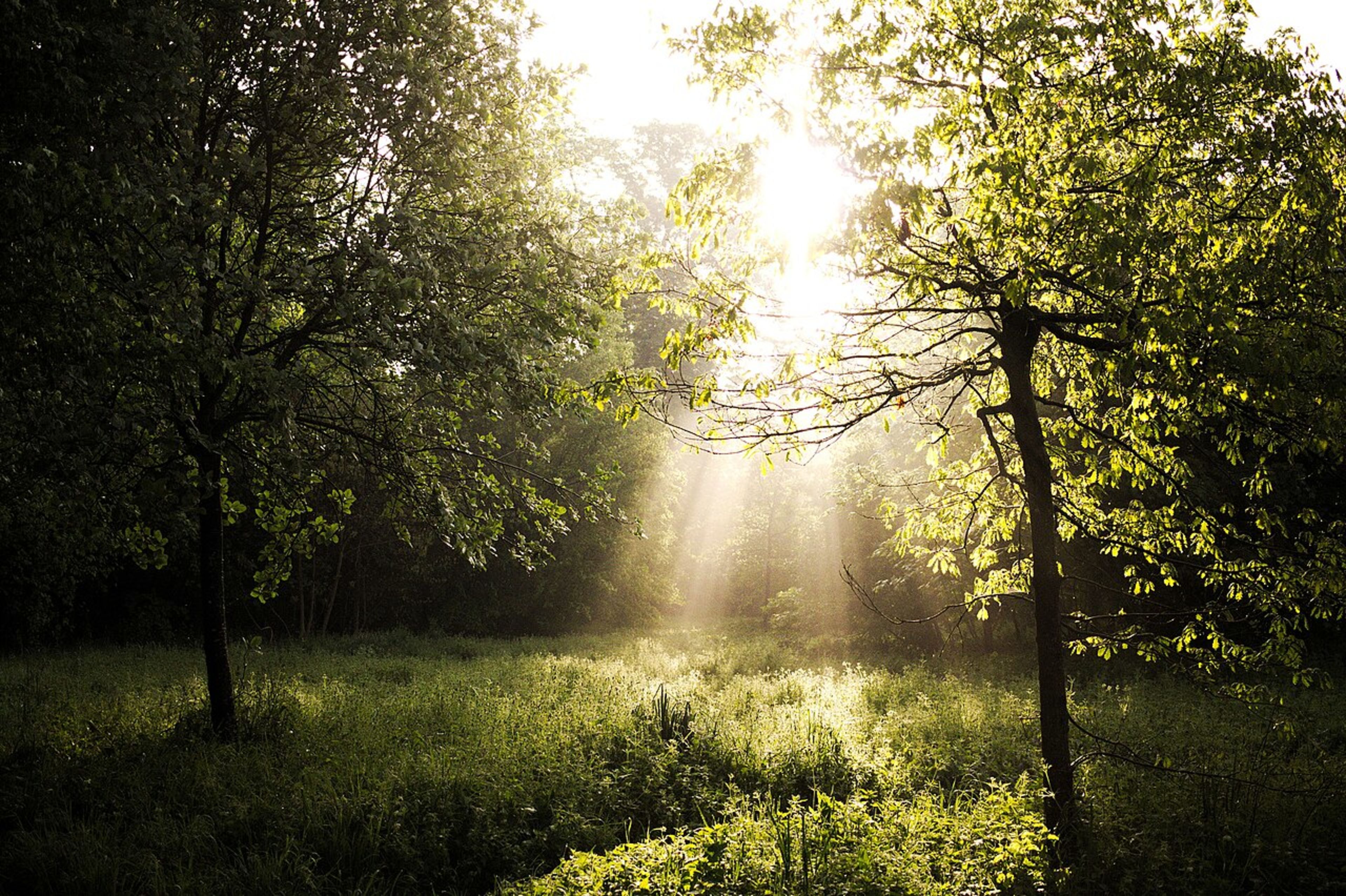 Bois de Vincennes