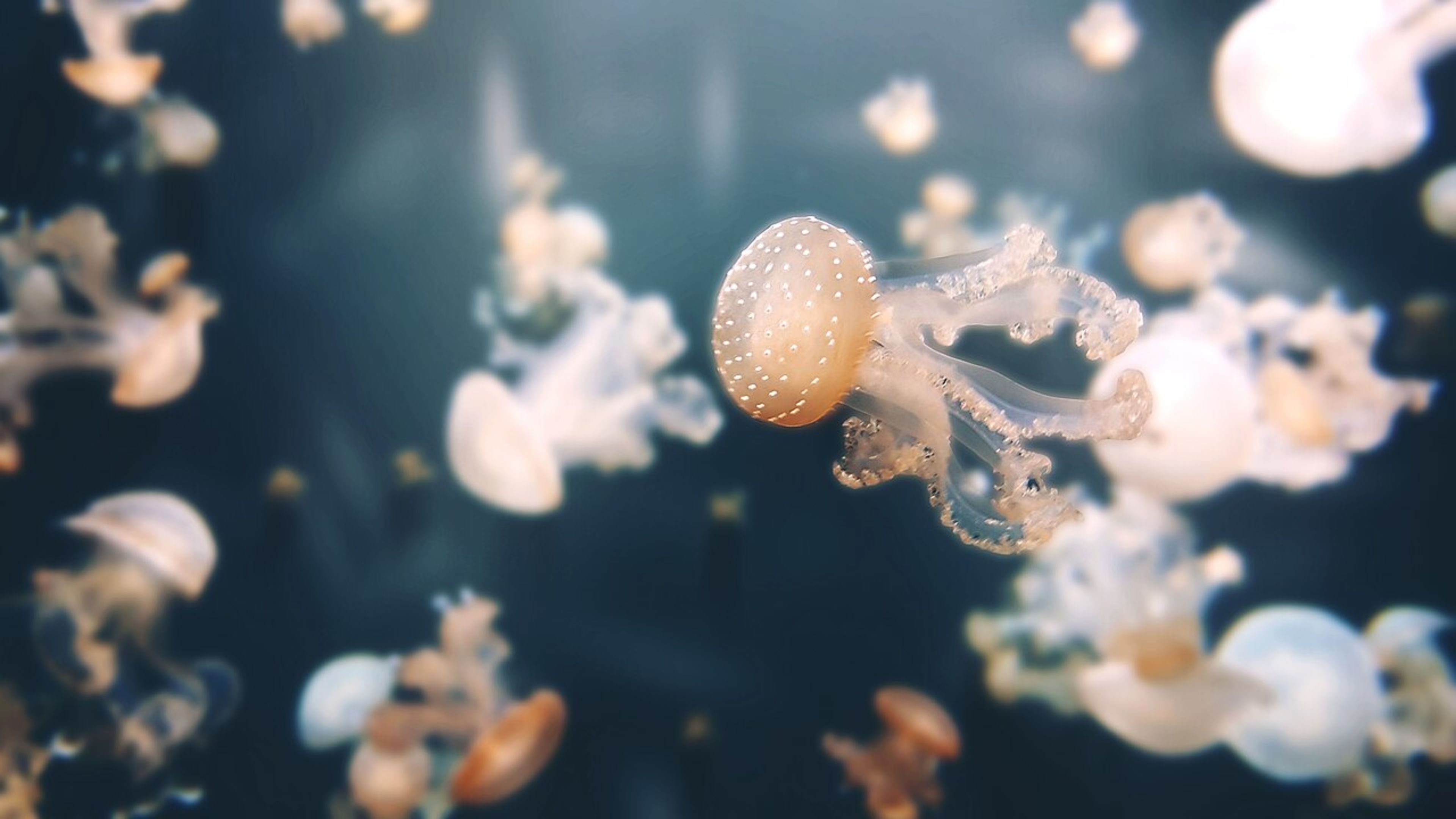 Aquarium de Paris
