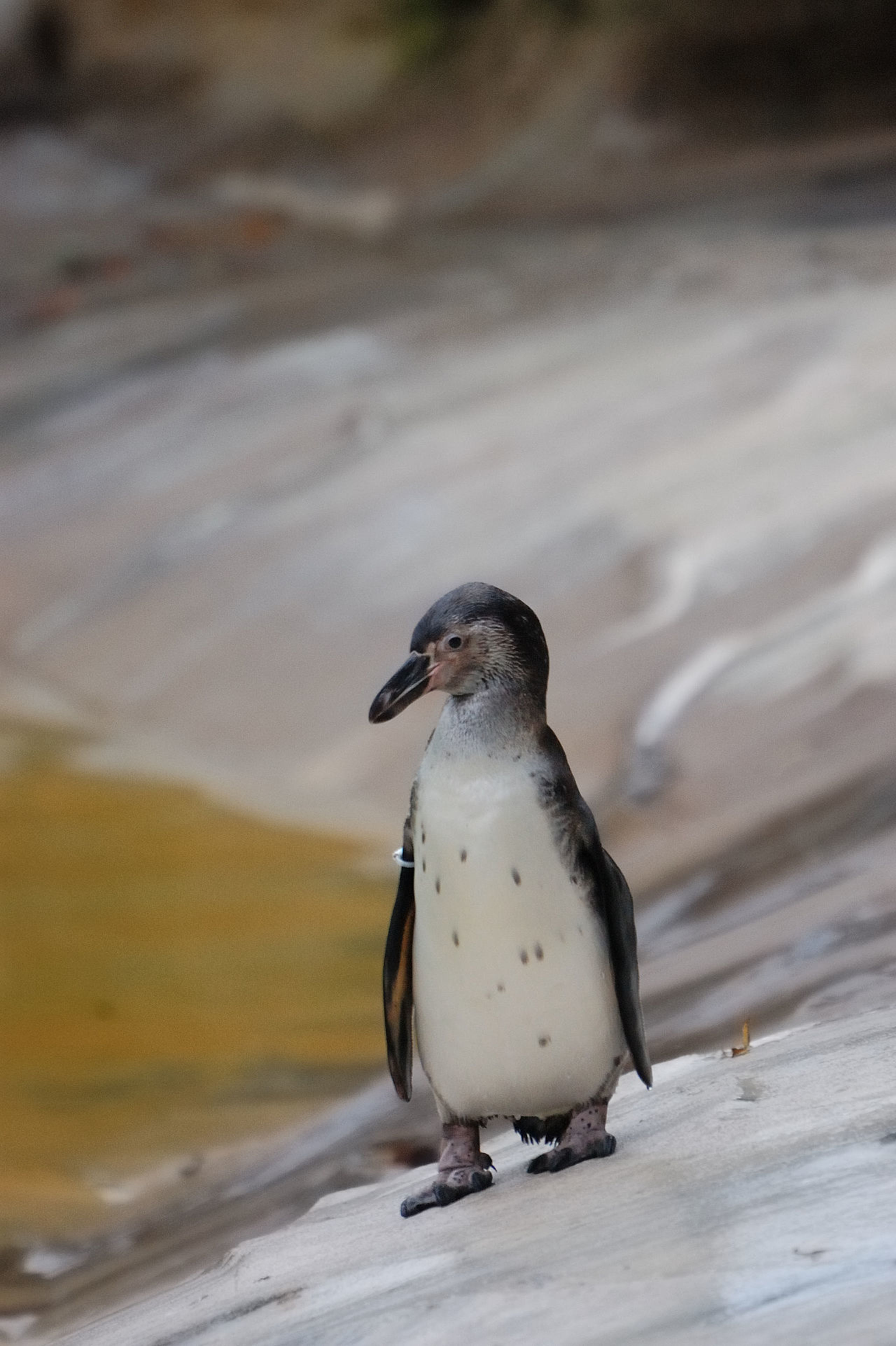 Zoo de Vincennes