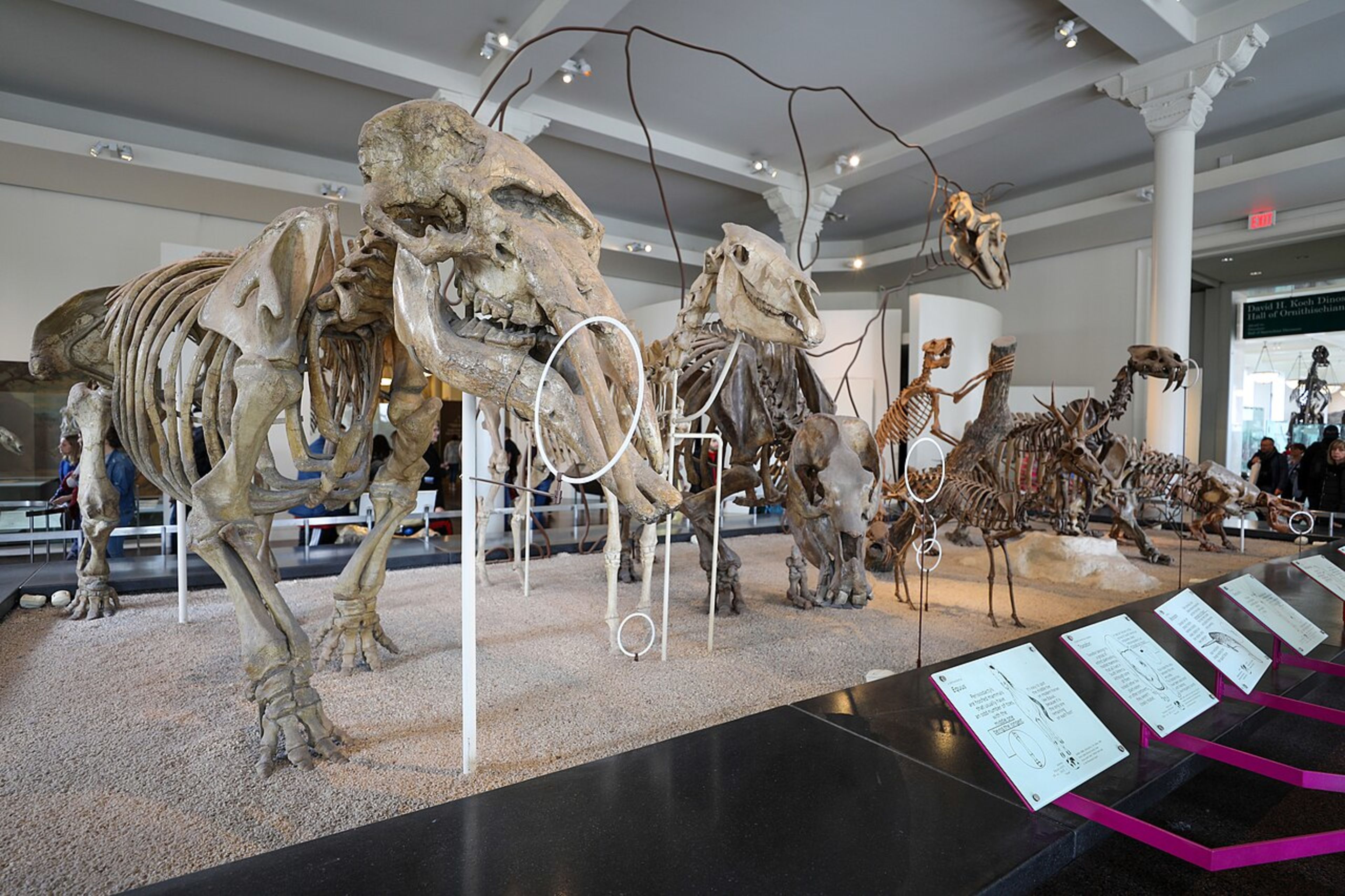 American Museum of Natural History