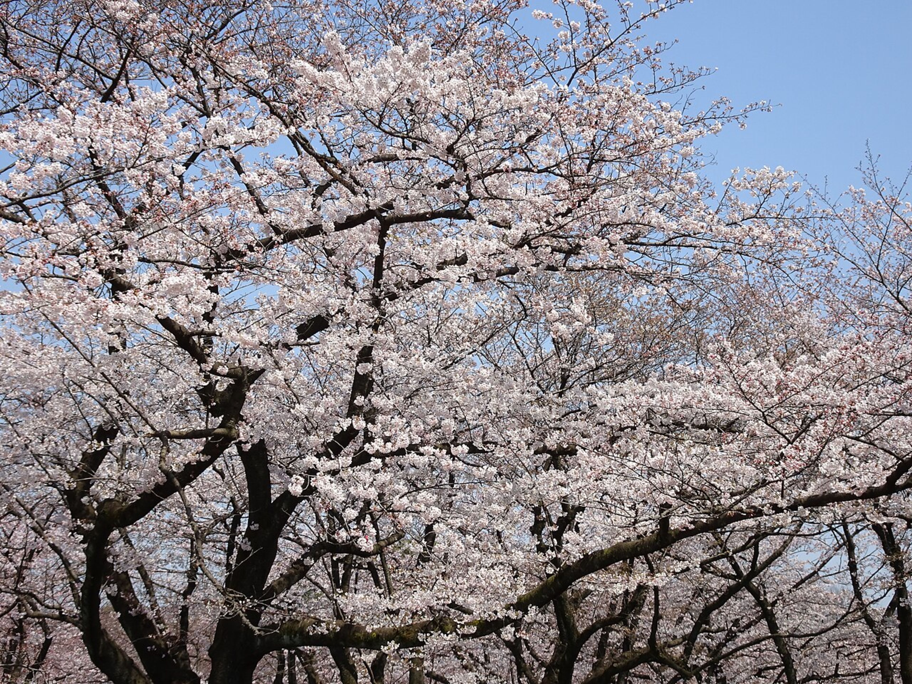 Yoyogi Park