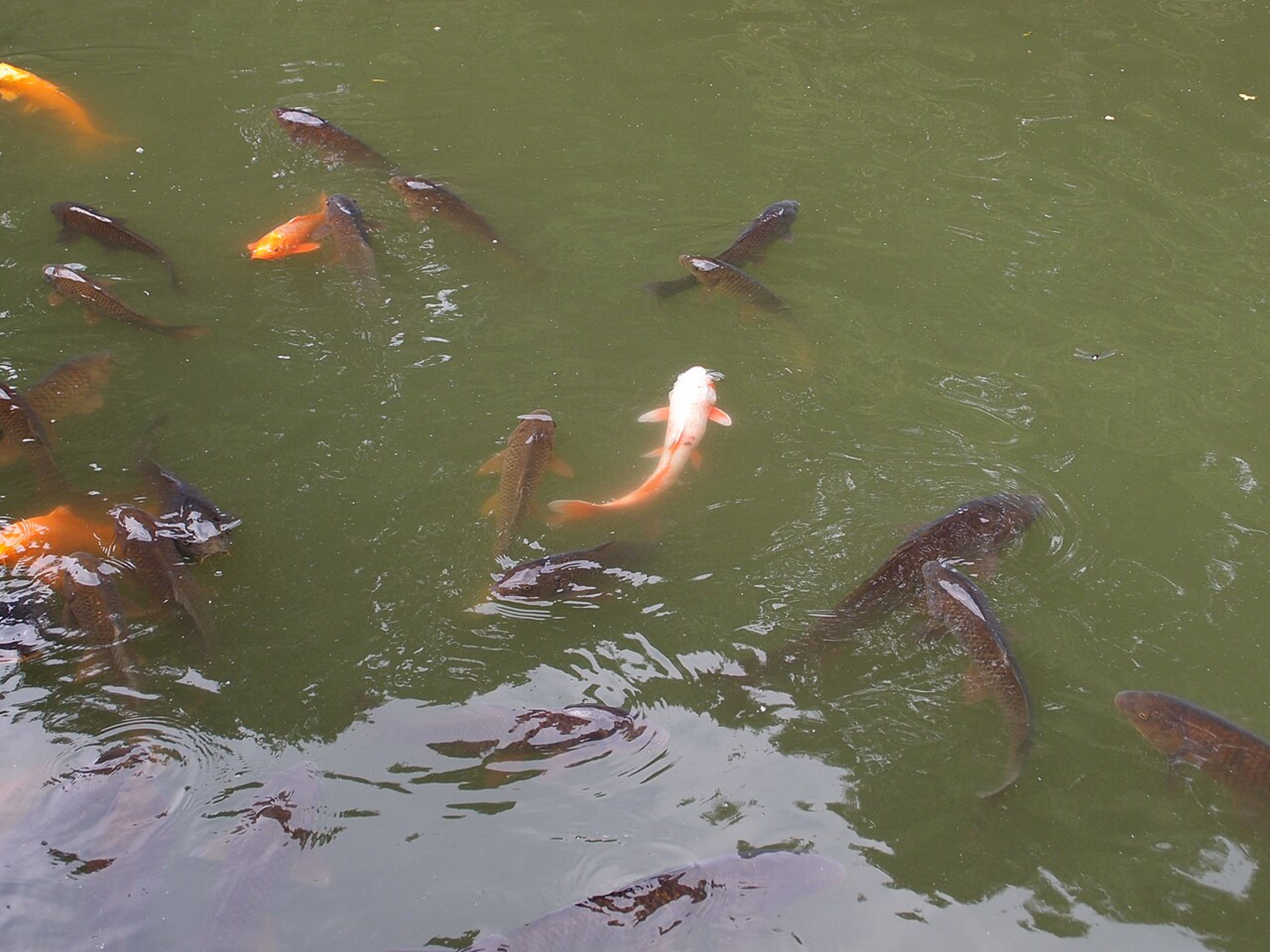 Inokashira Park (Kichijoji)