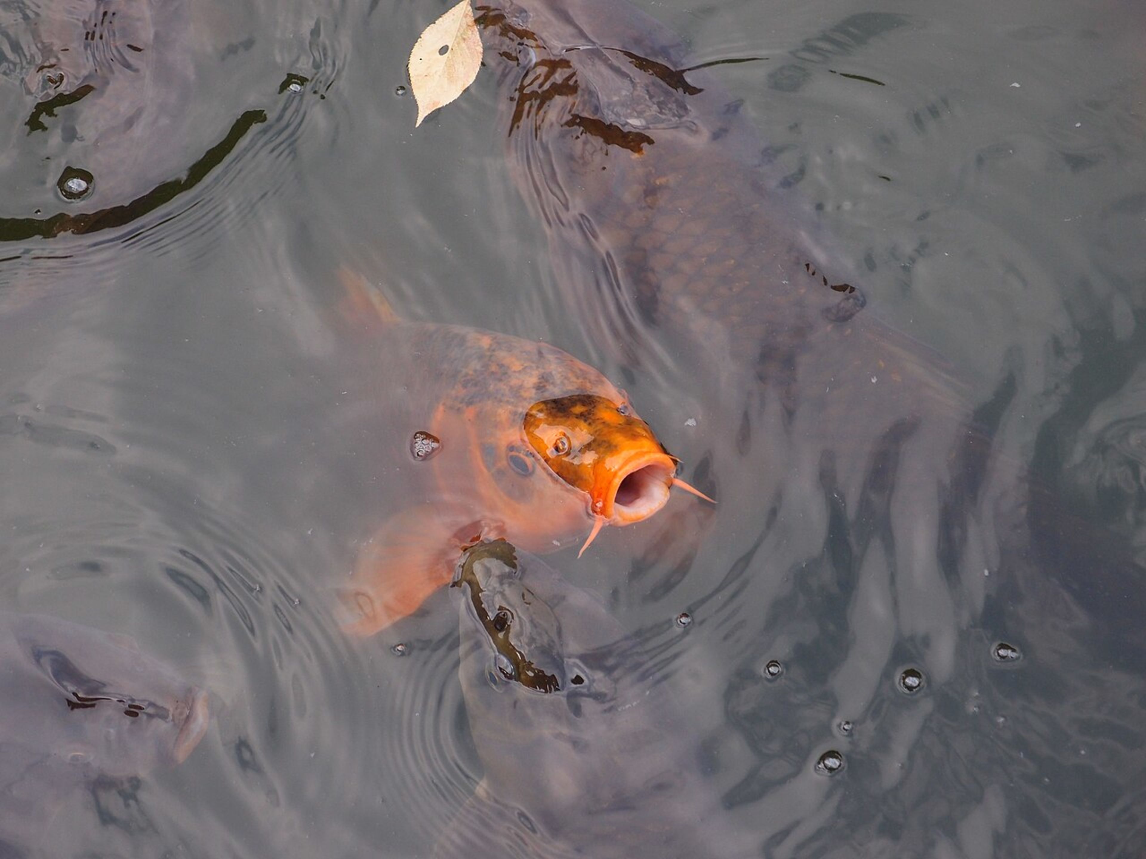 Inokashira Park (Kichijoji)