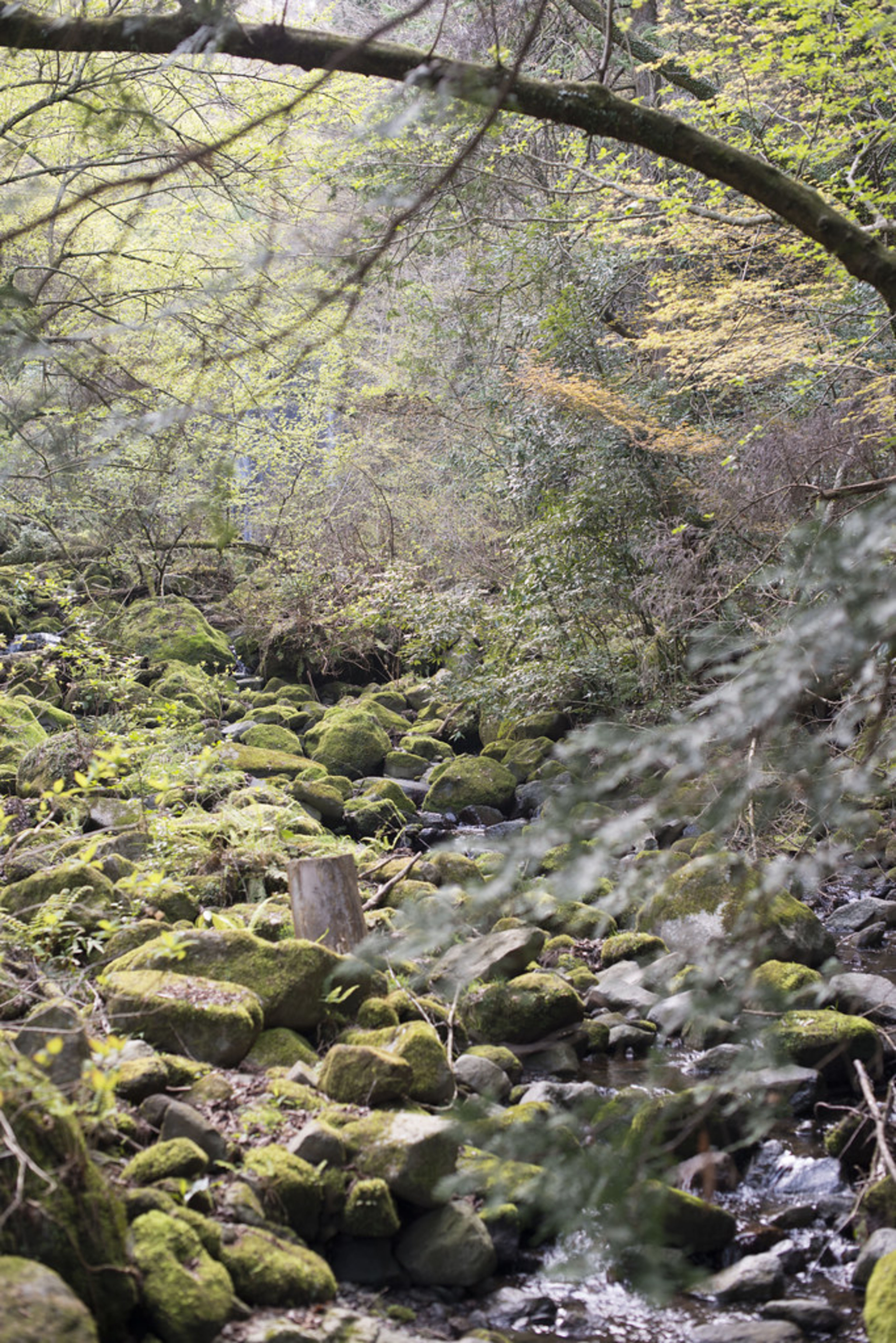 Hakone (day trip)