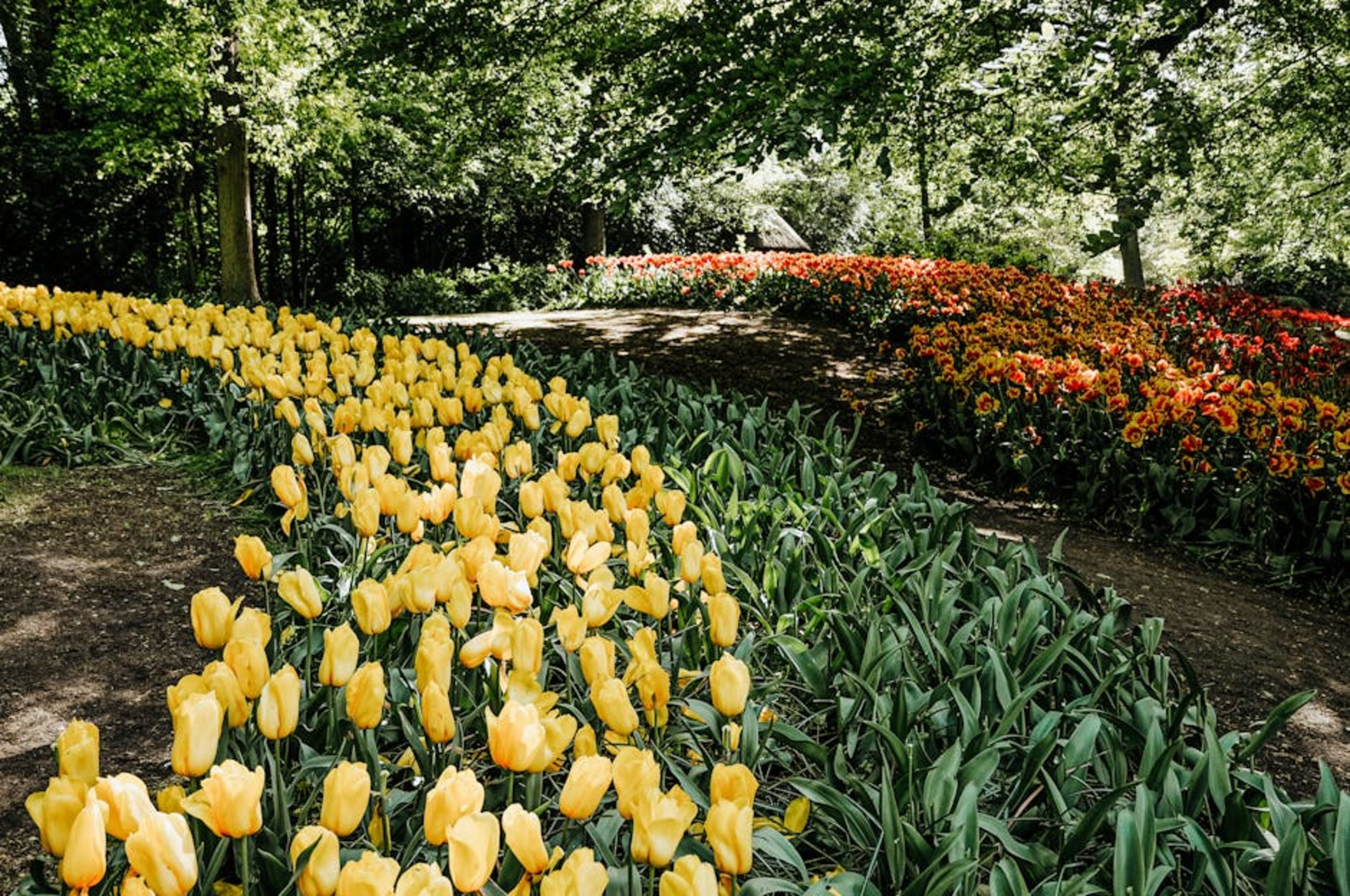 Keukenhof Gardens (nearby)
