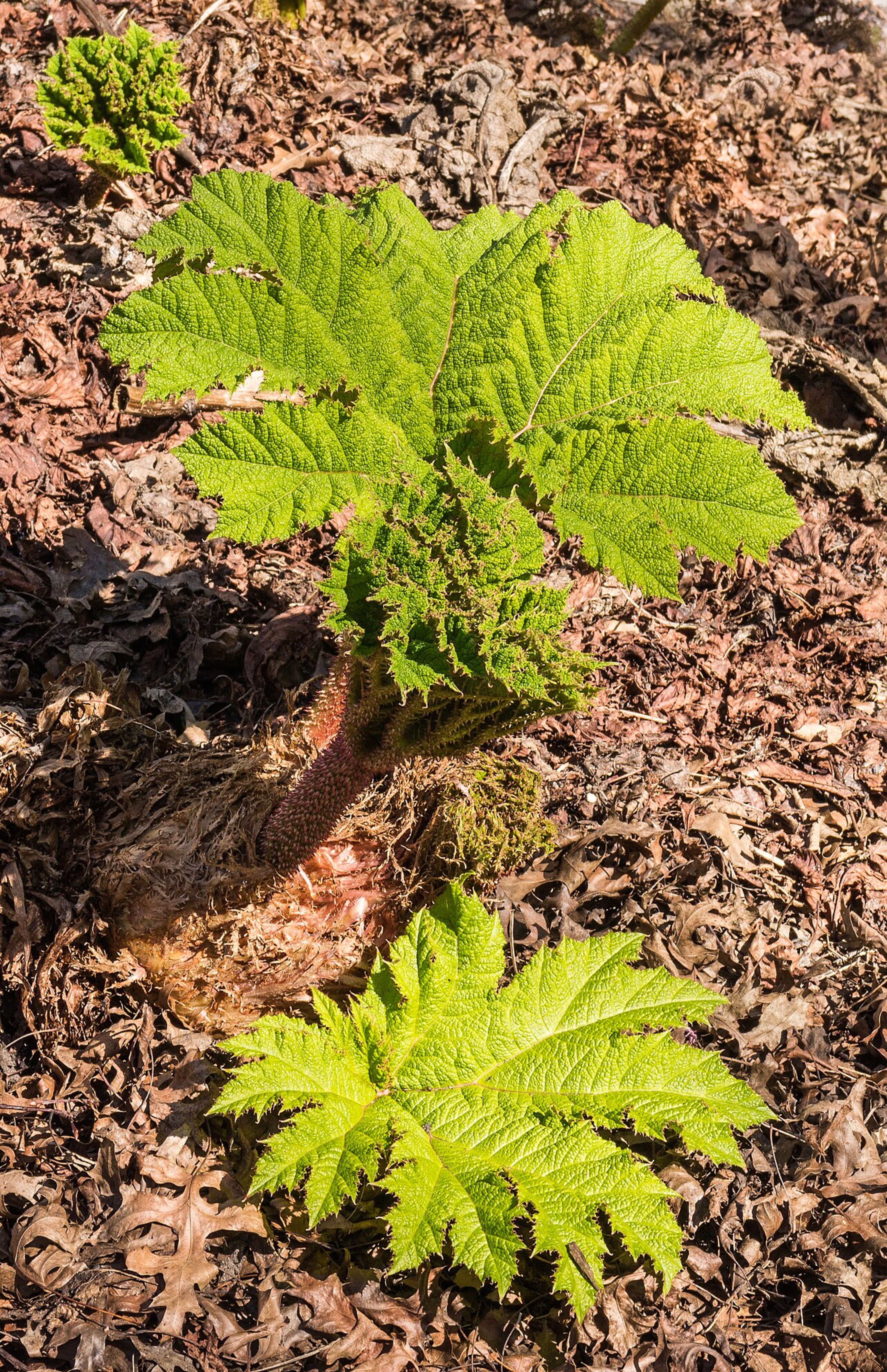 Hortus Botanicus