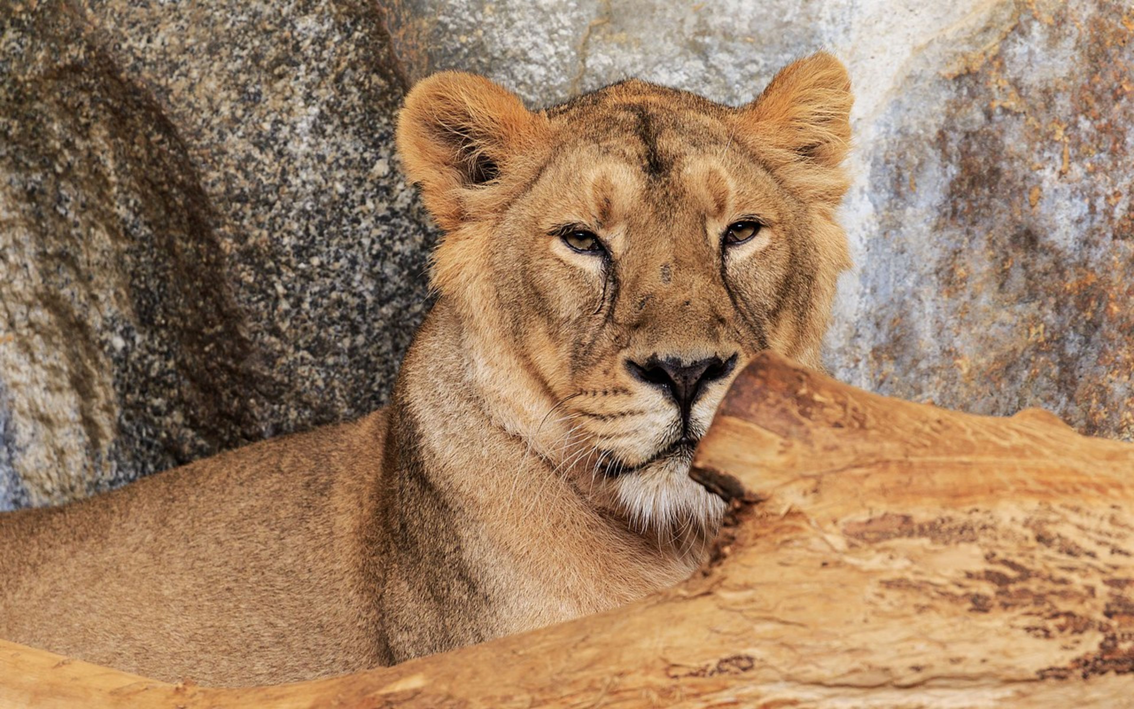 Berlin Zoo