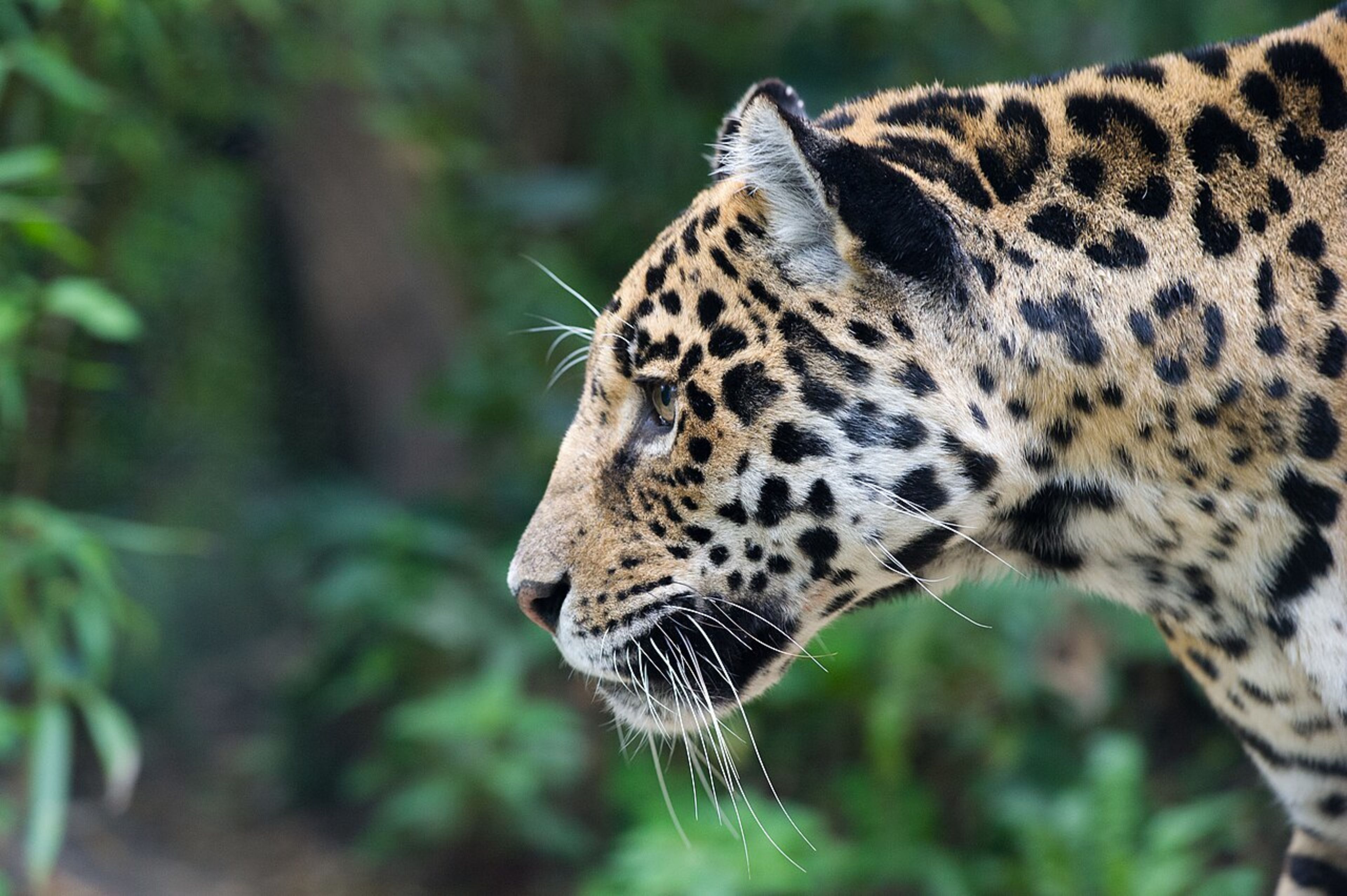 Vienna Zoo (Tiergarten Schönbrunn)