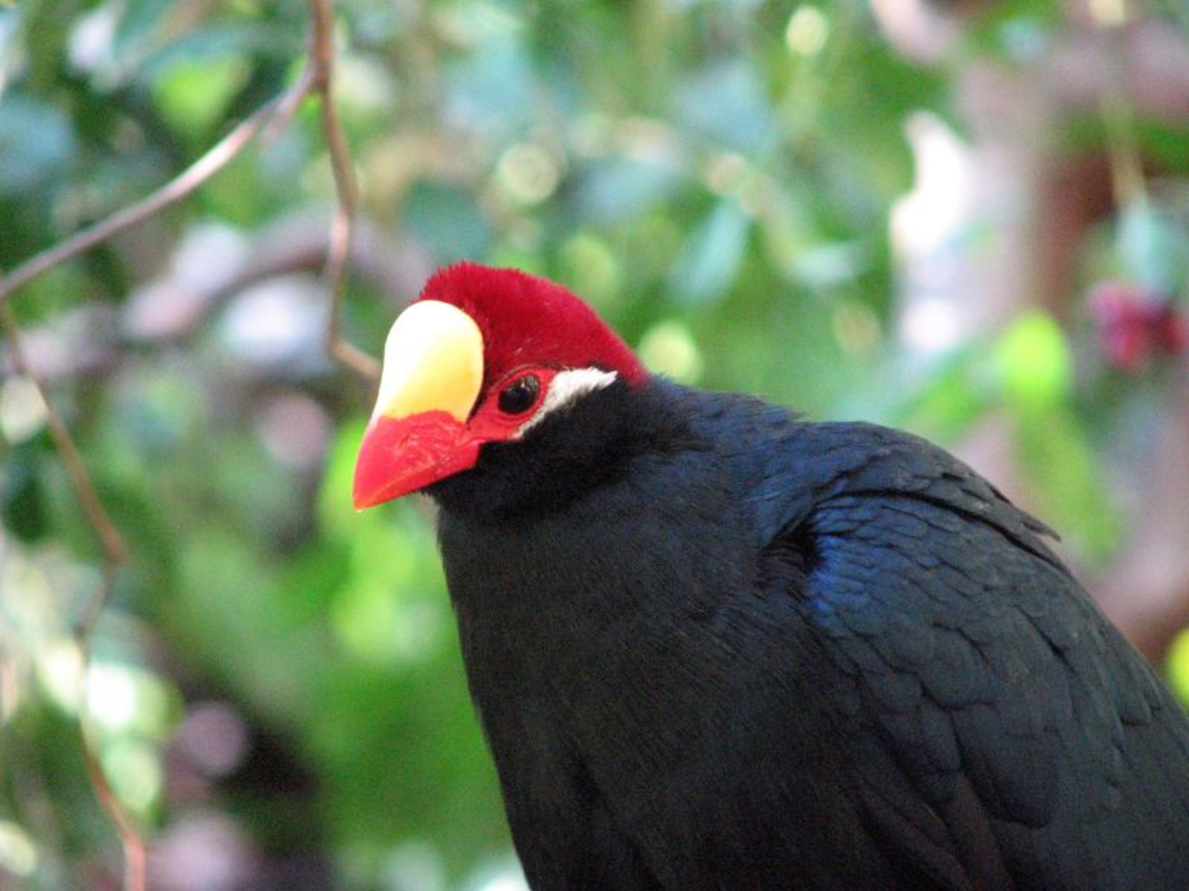 Los Angeles Zoo