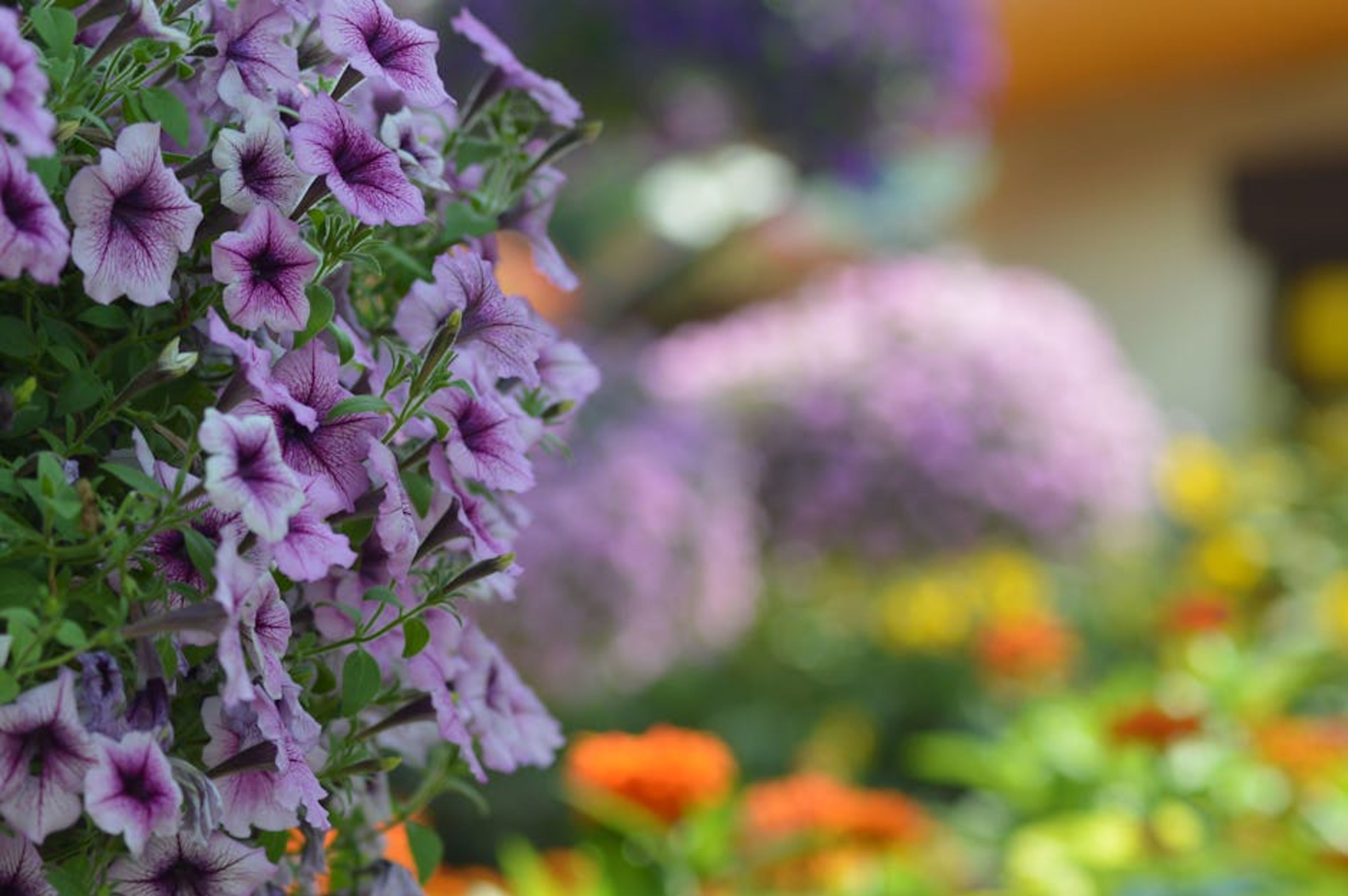 Miracle Garden (seasonal)