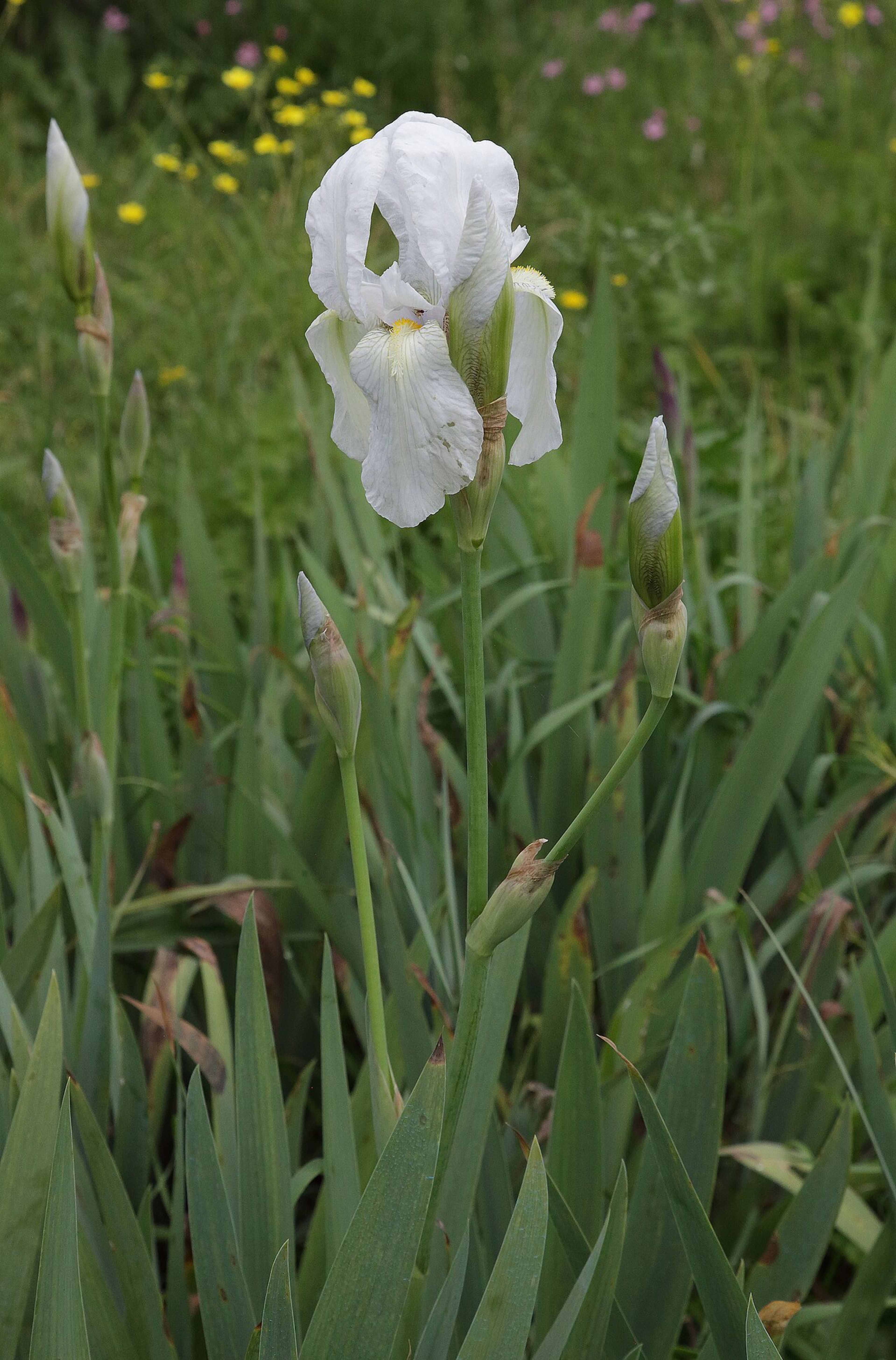 Iris Garden (Giardino dell'Iris)