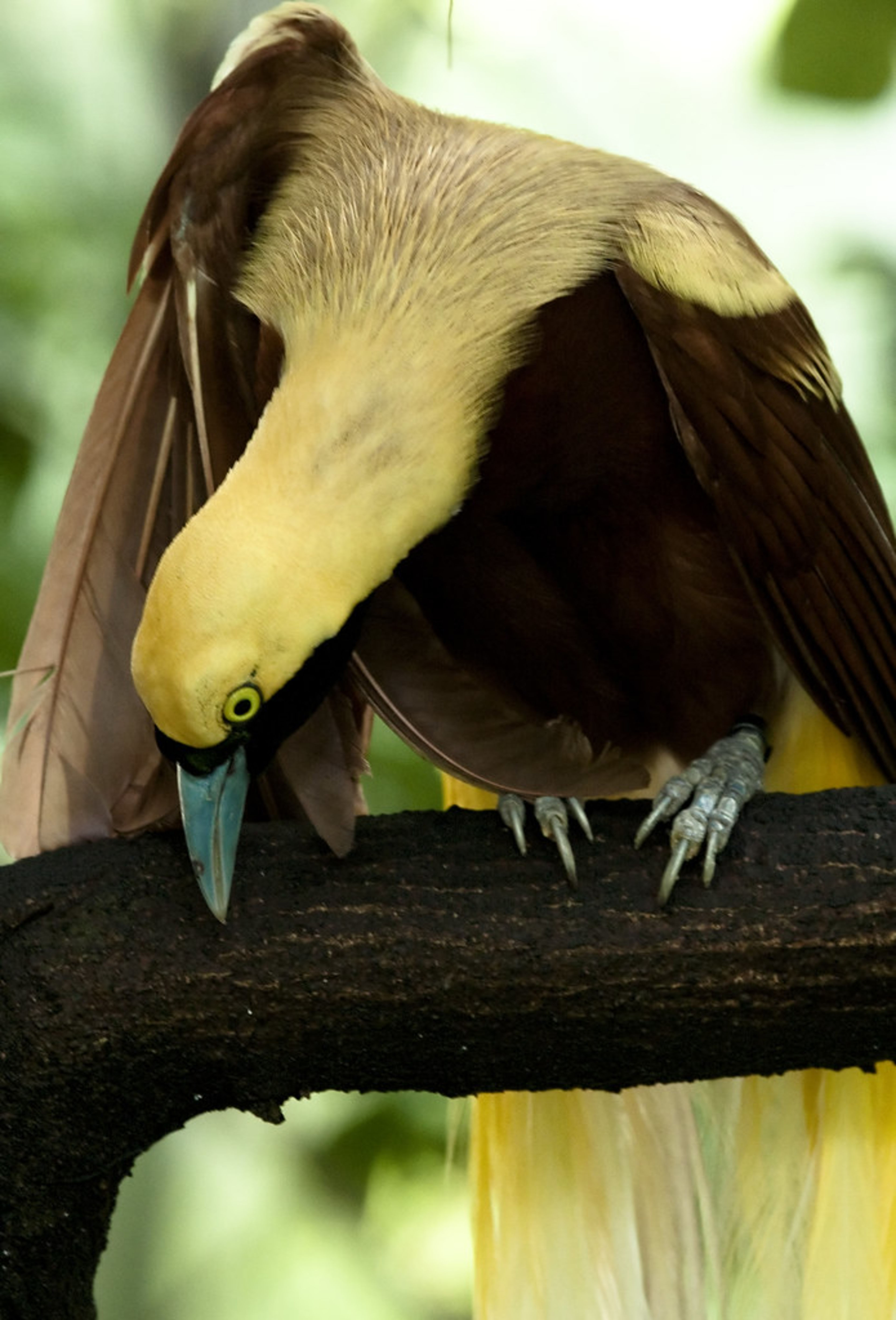 Bird Paradise