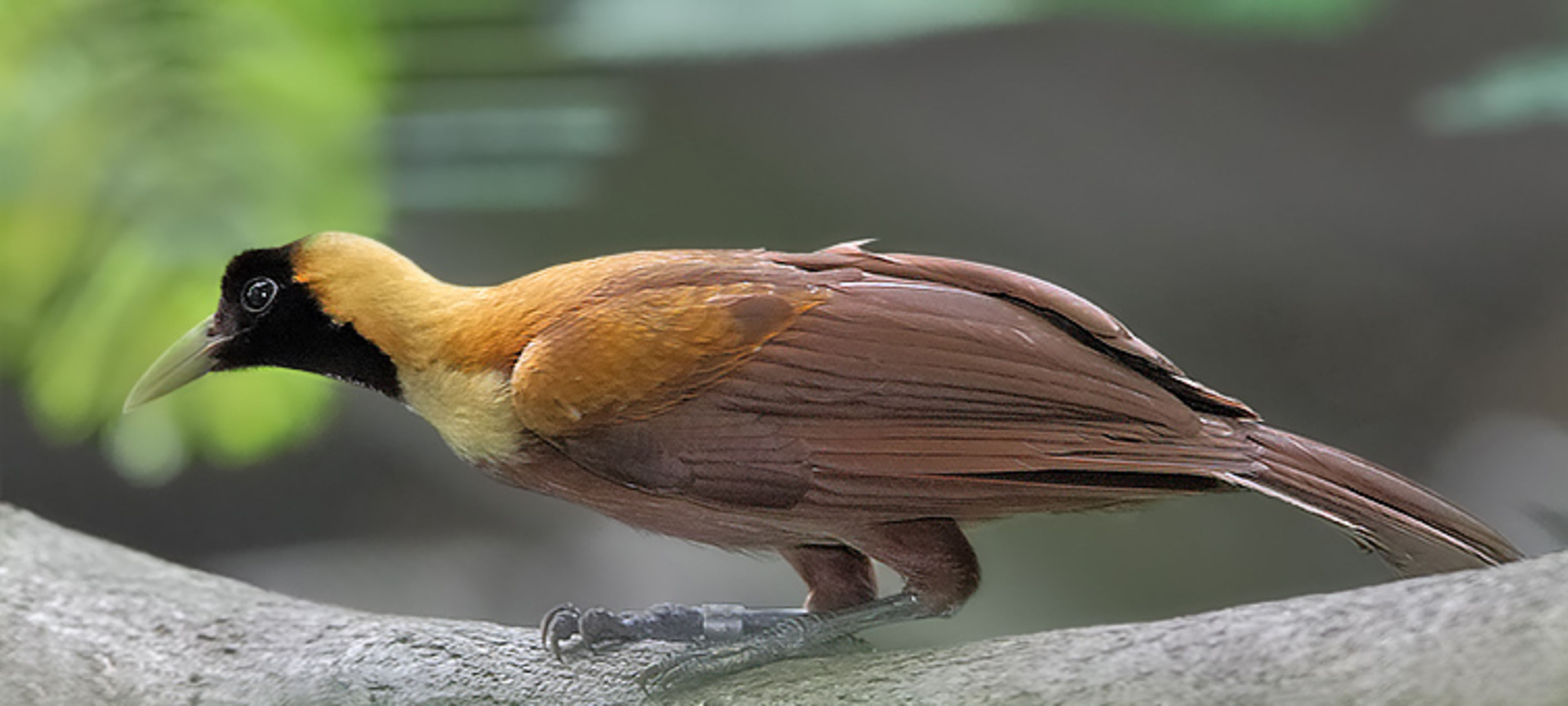 Bird Paradise