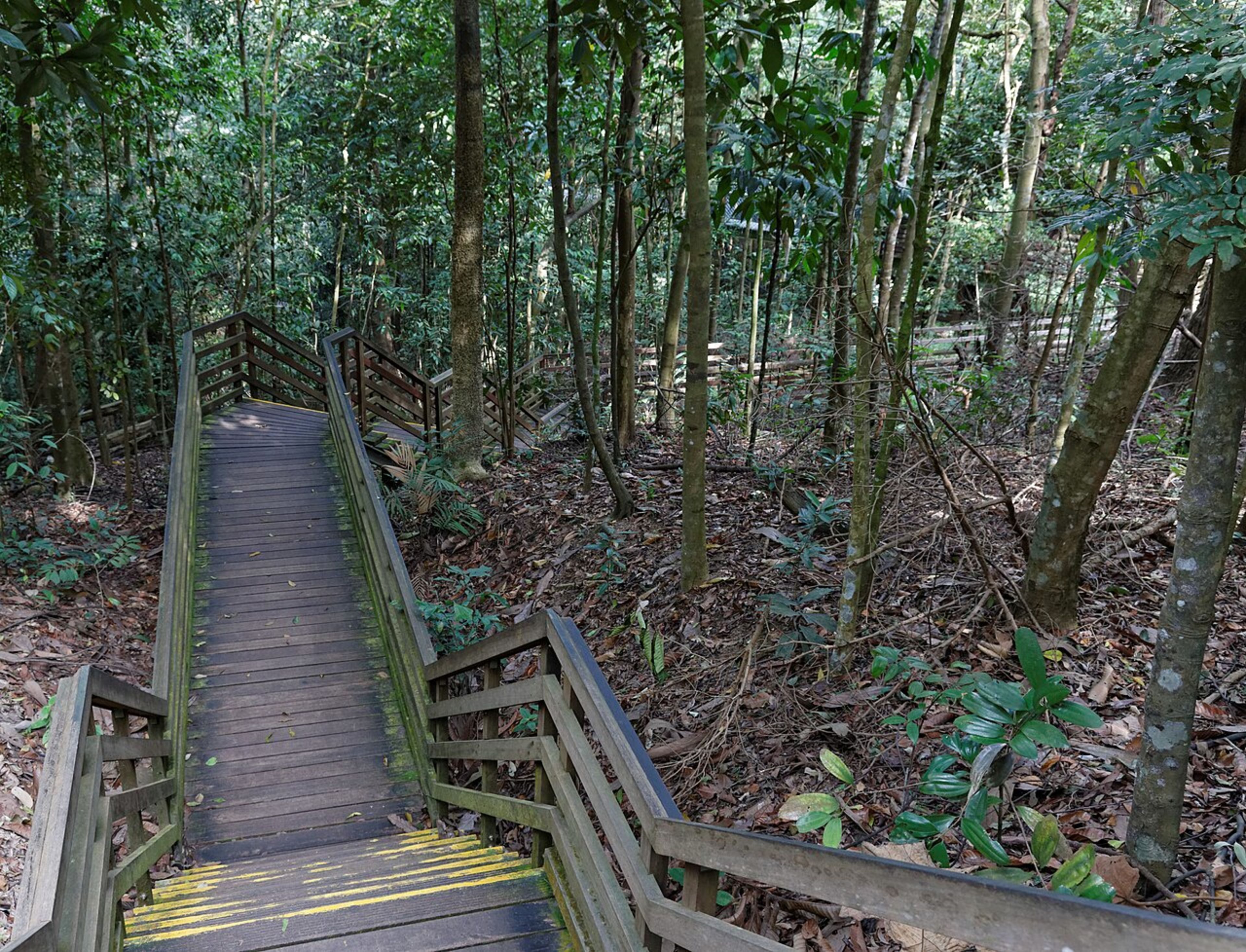 MacRitchie Reservoir & Treetop Walk