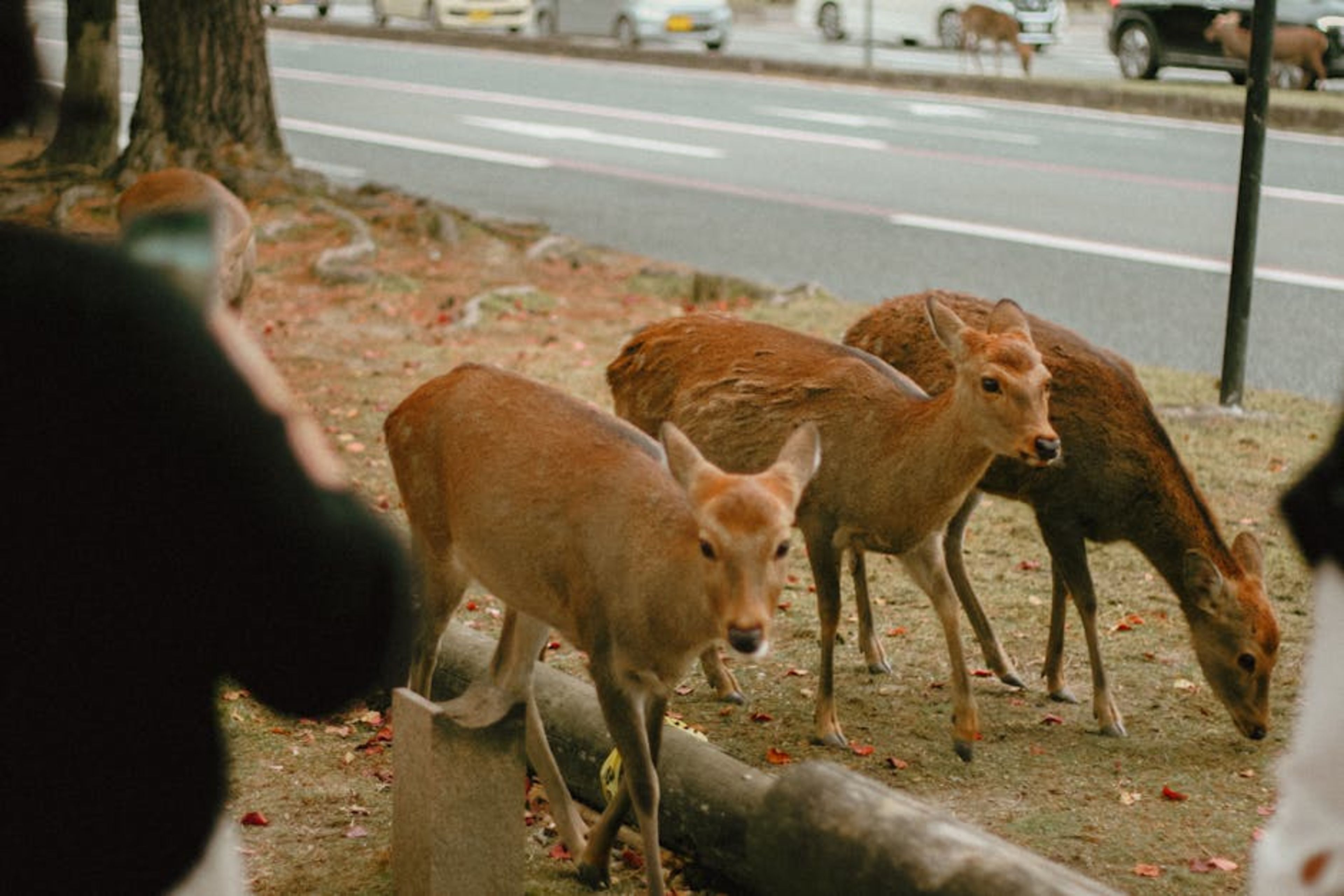 Nara (day trip – deer park)