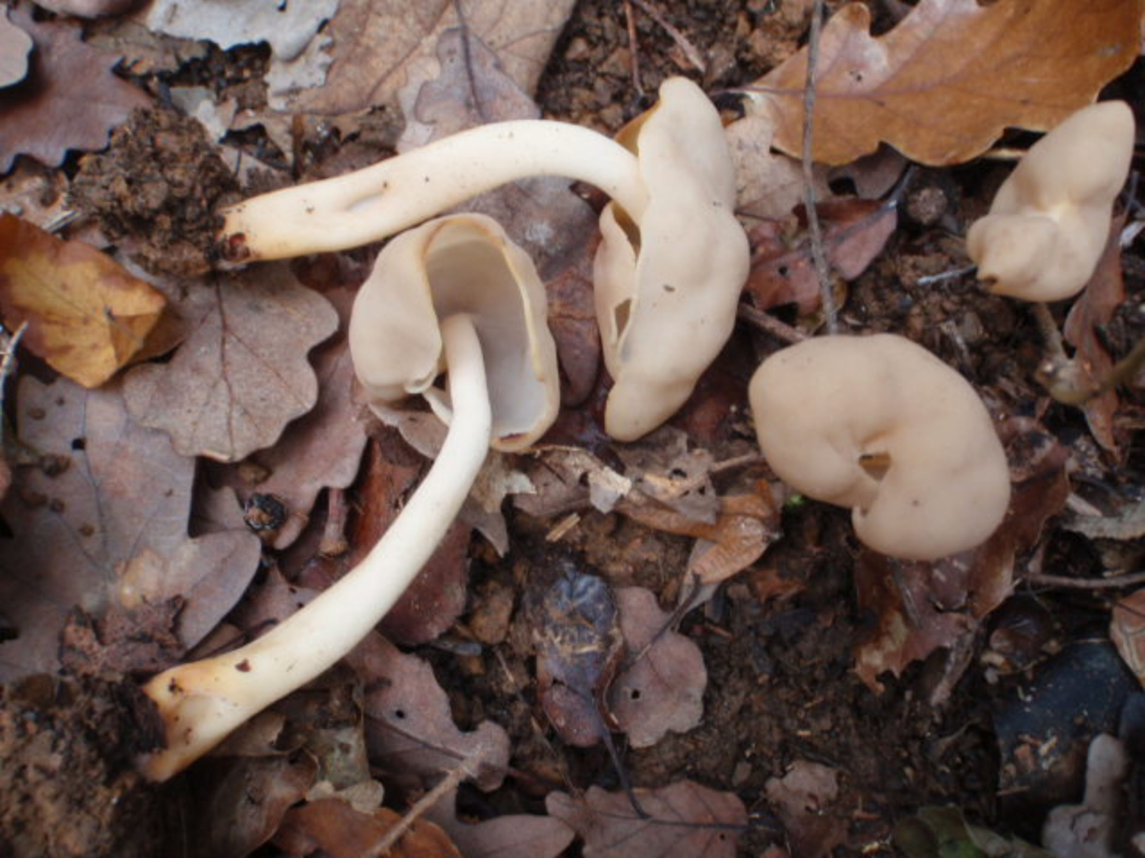 Belgrad Forest