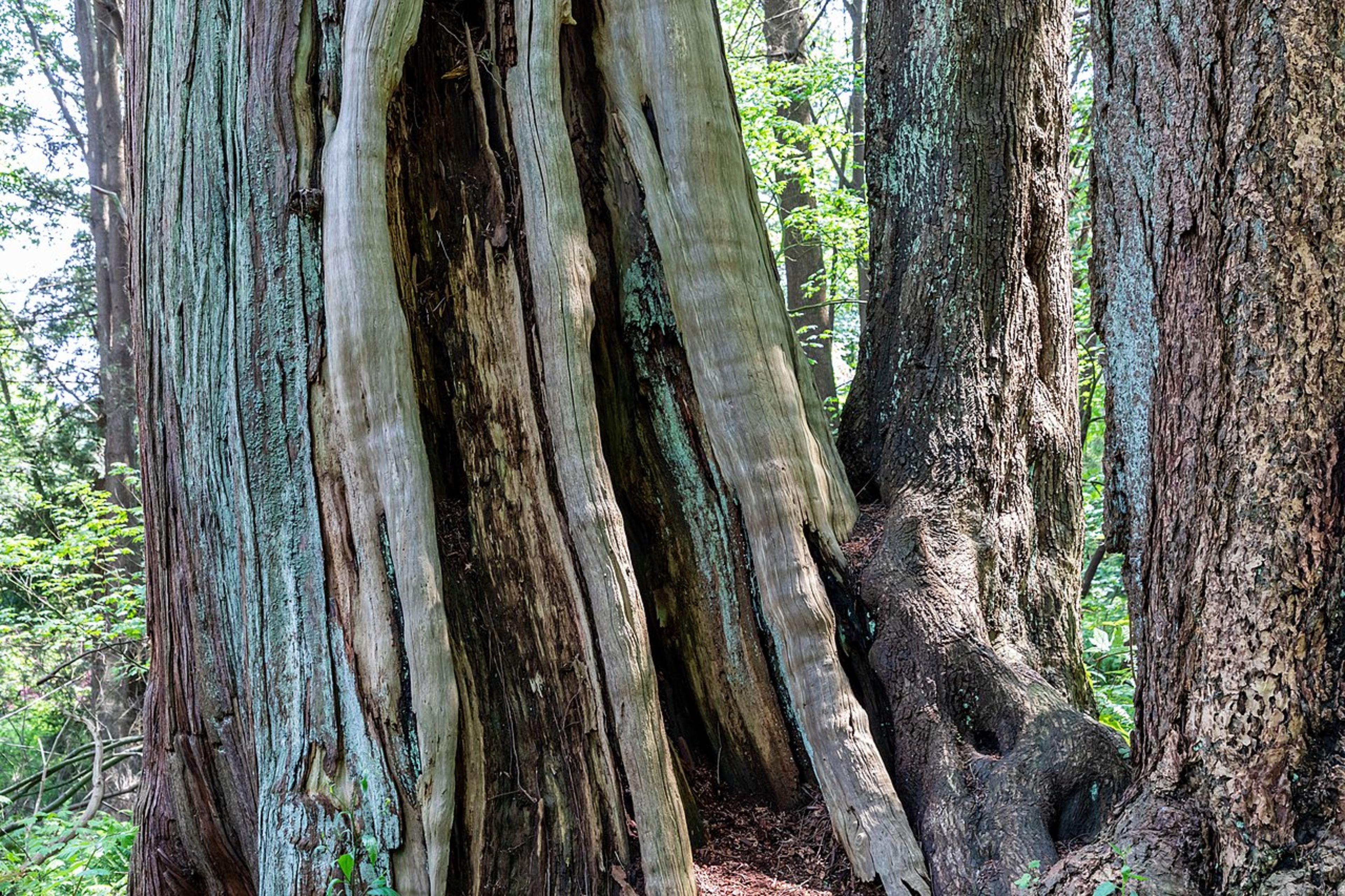 Stanley Park