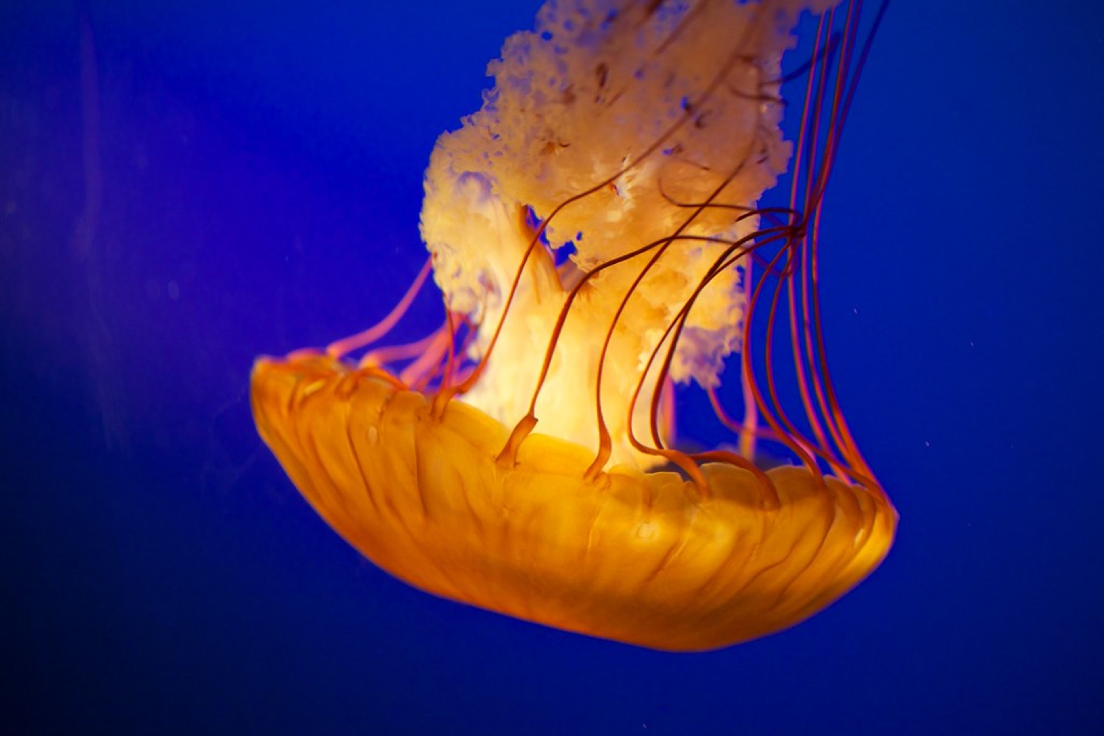 Vancouver Aquarium