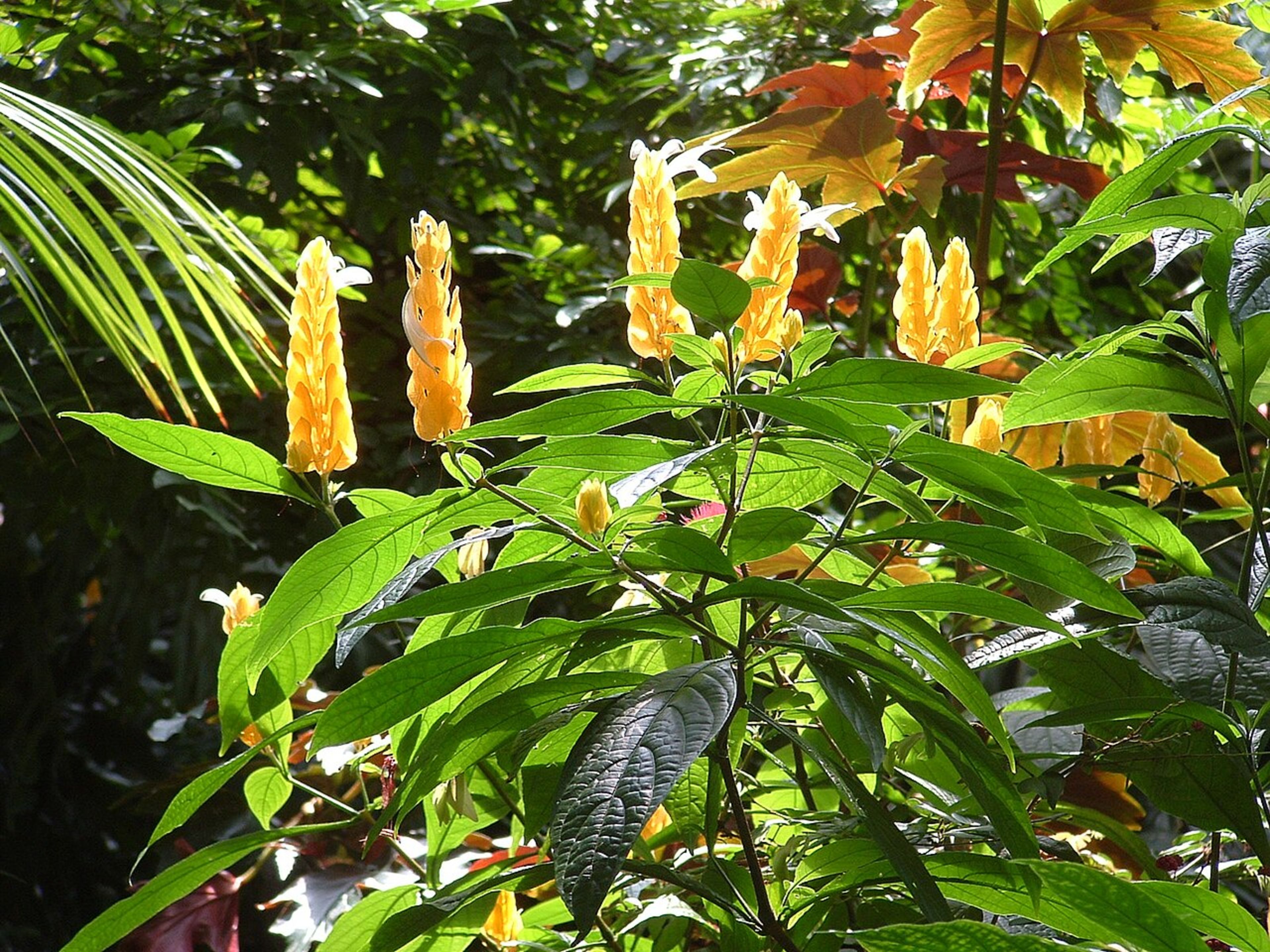 Bloedel Conservatory
