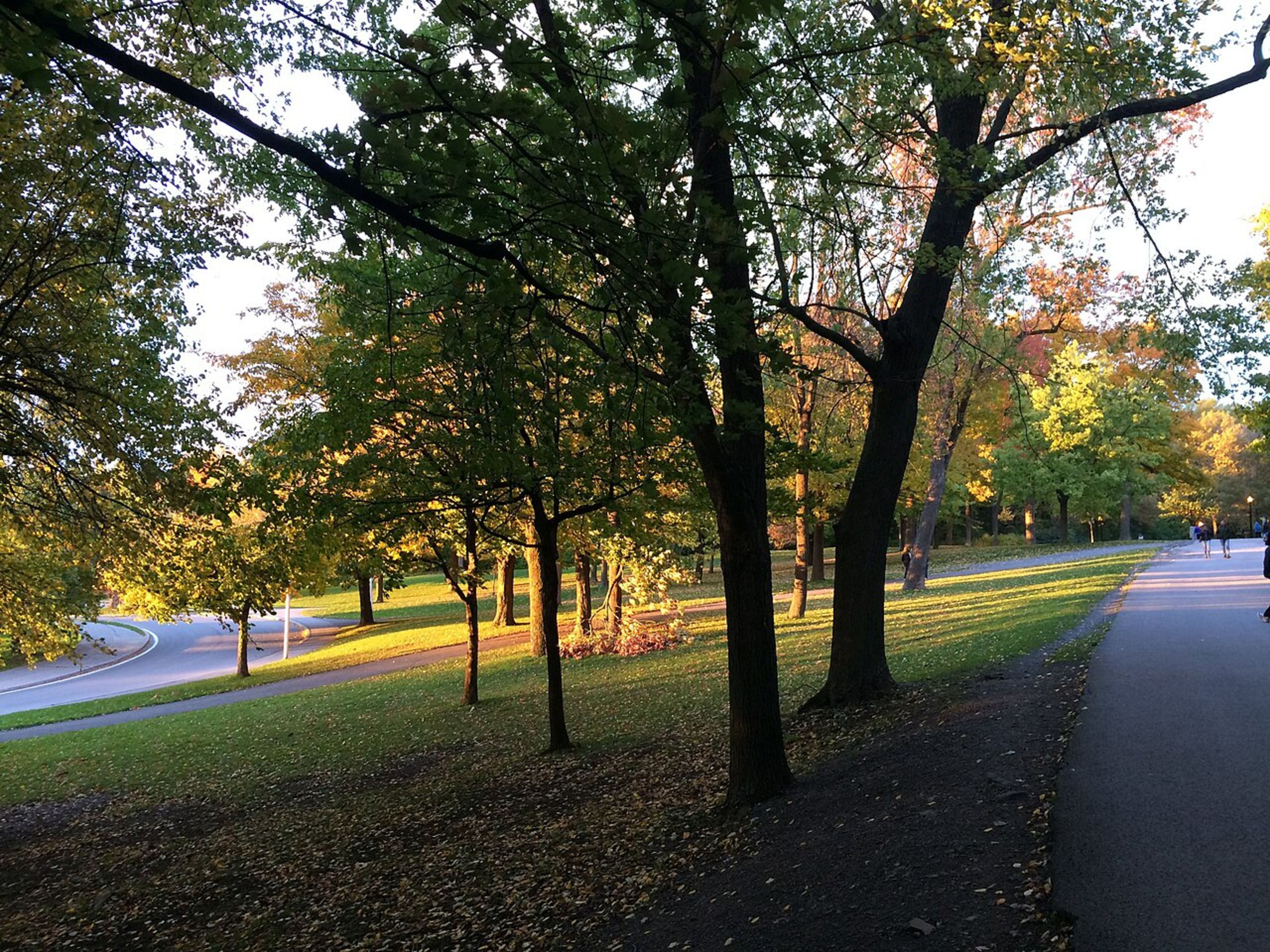 Mount Royal (Parc du Mont-Royal)