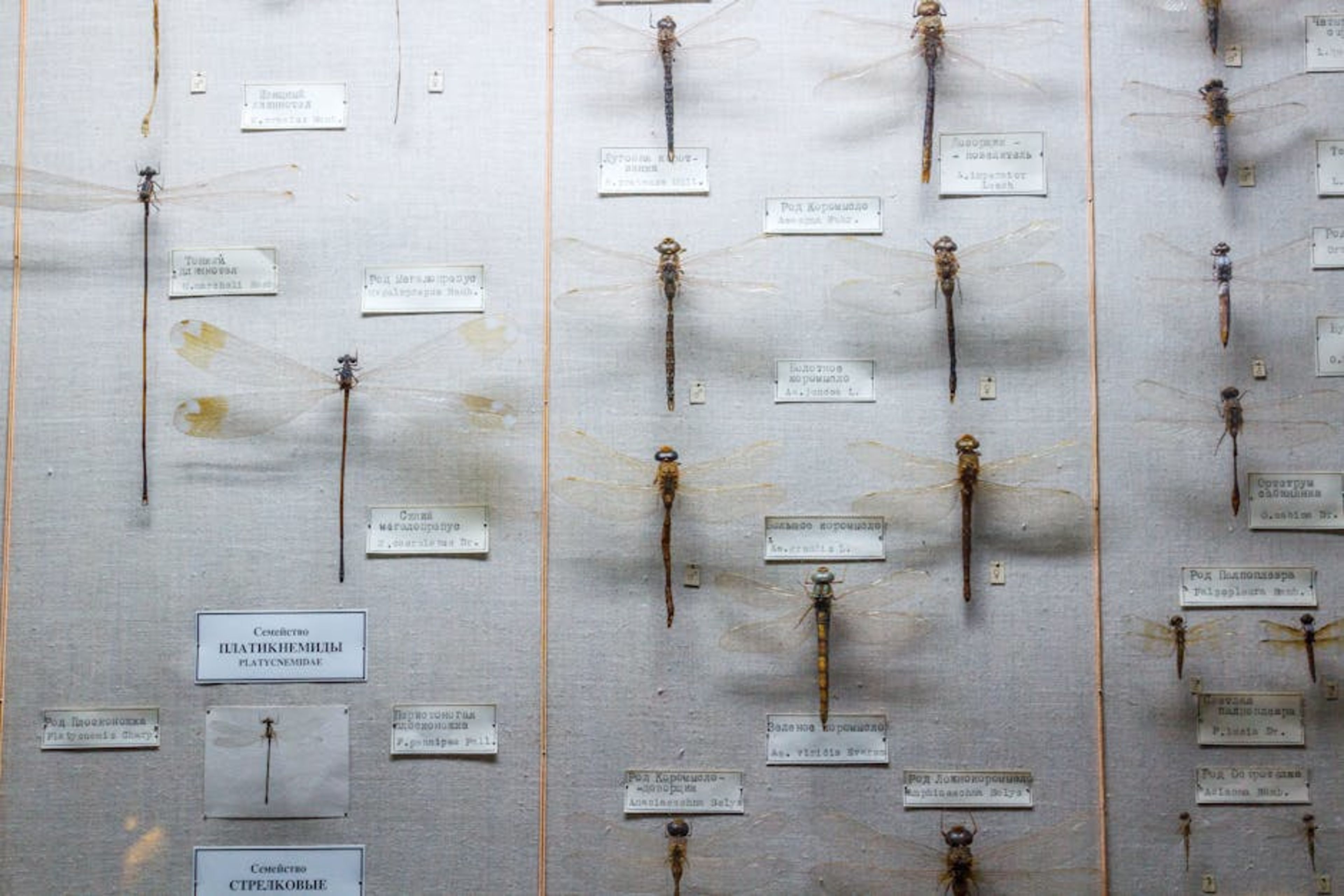 Insectarium