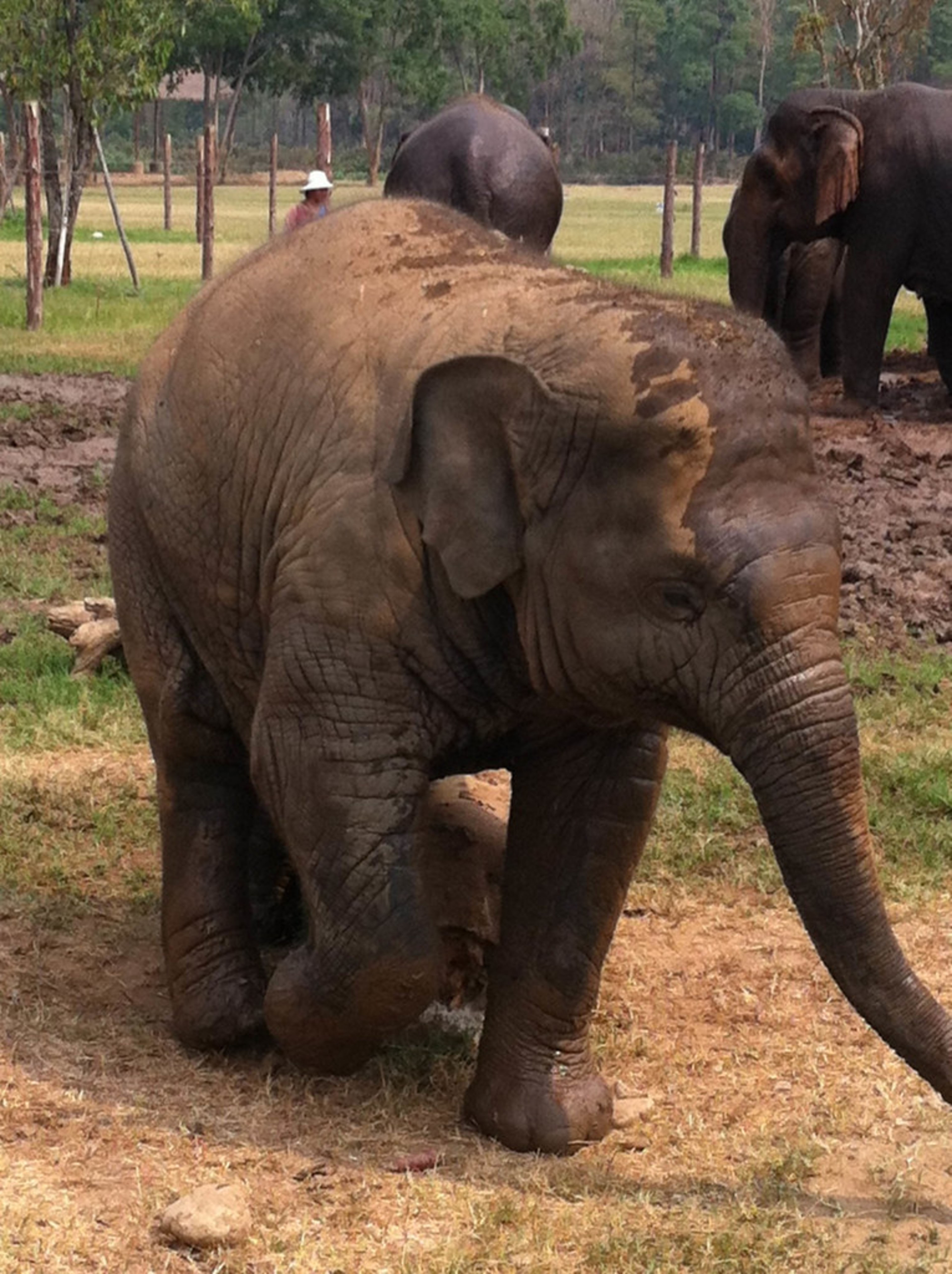 Elephant Nature Park