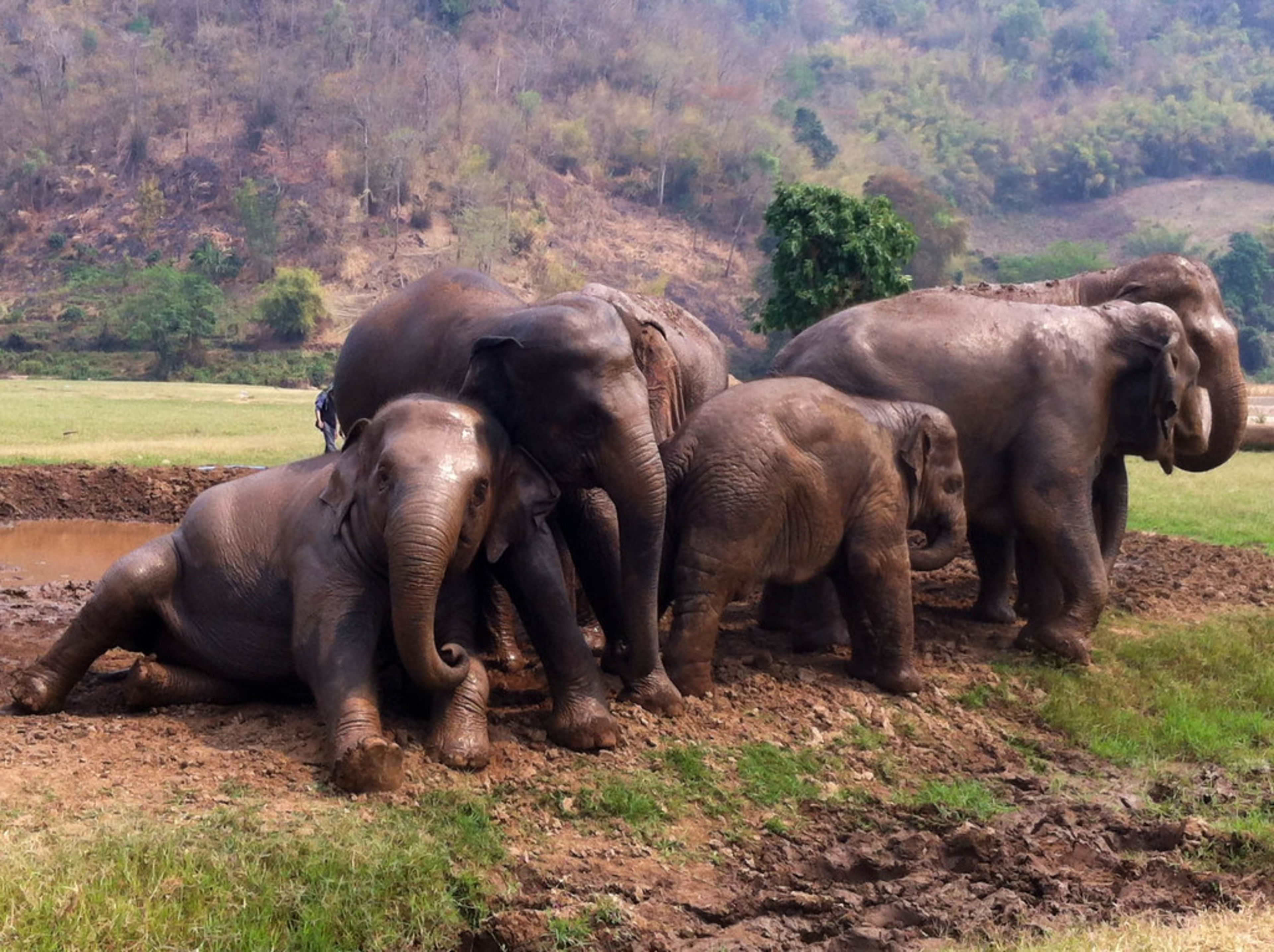 Elephant Nature Park
