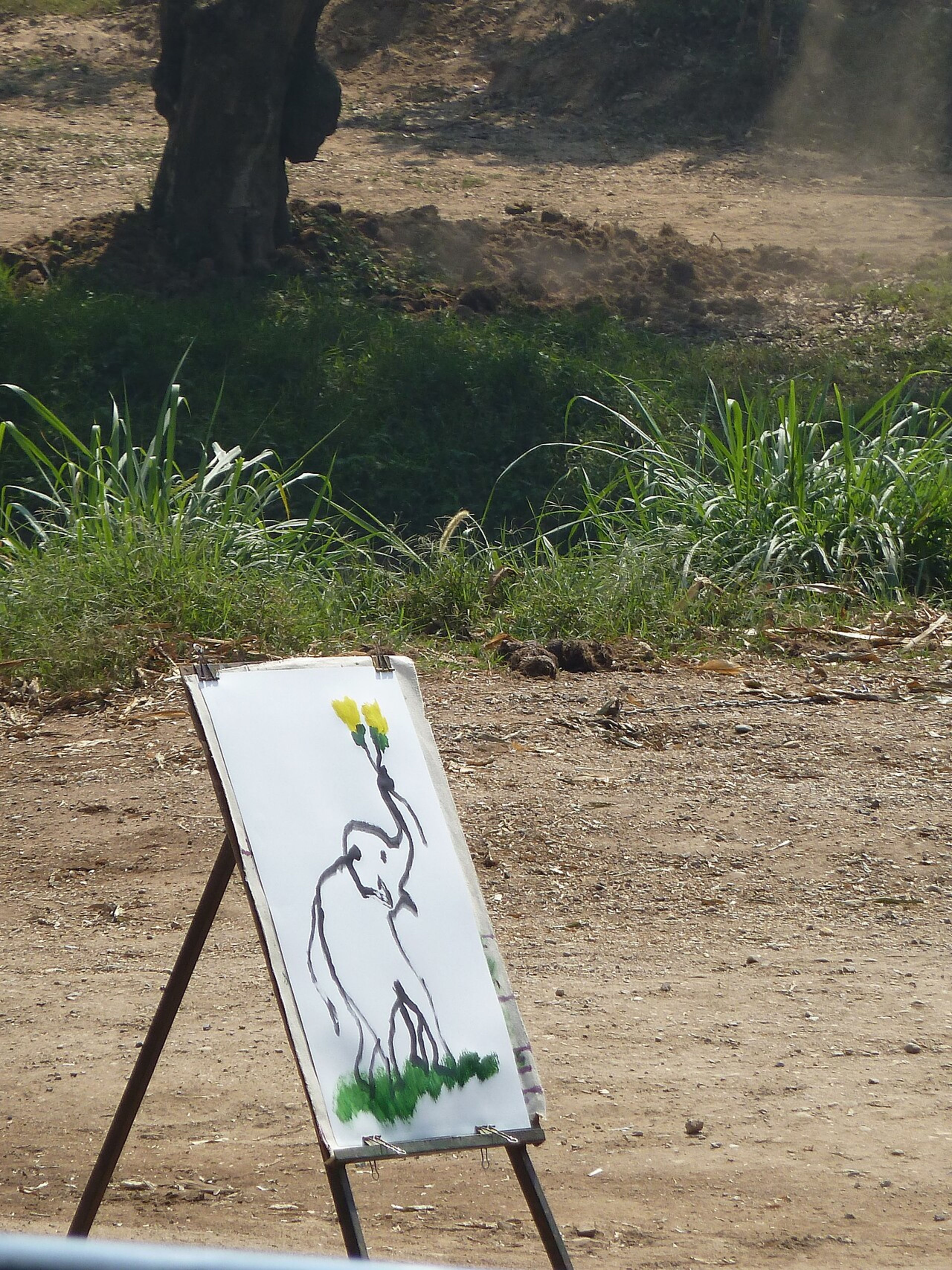 Maesa Elephant Camp