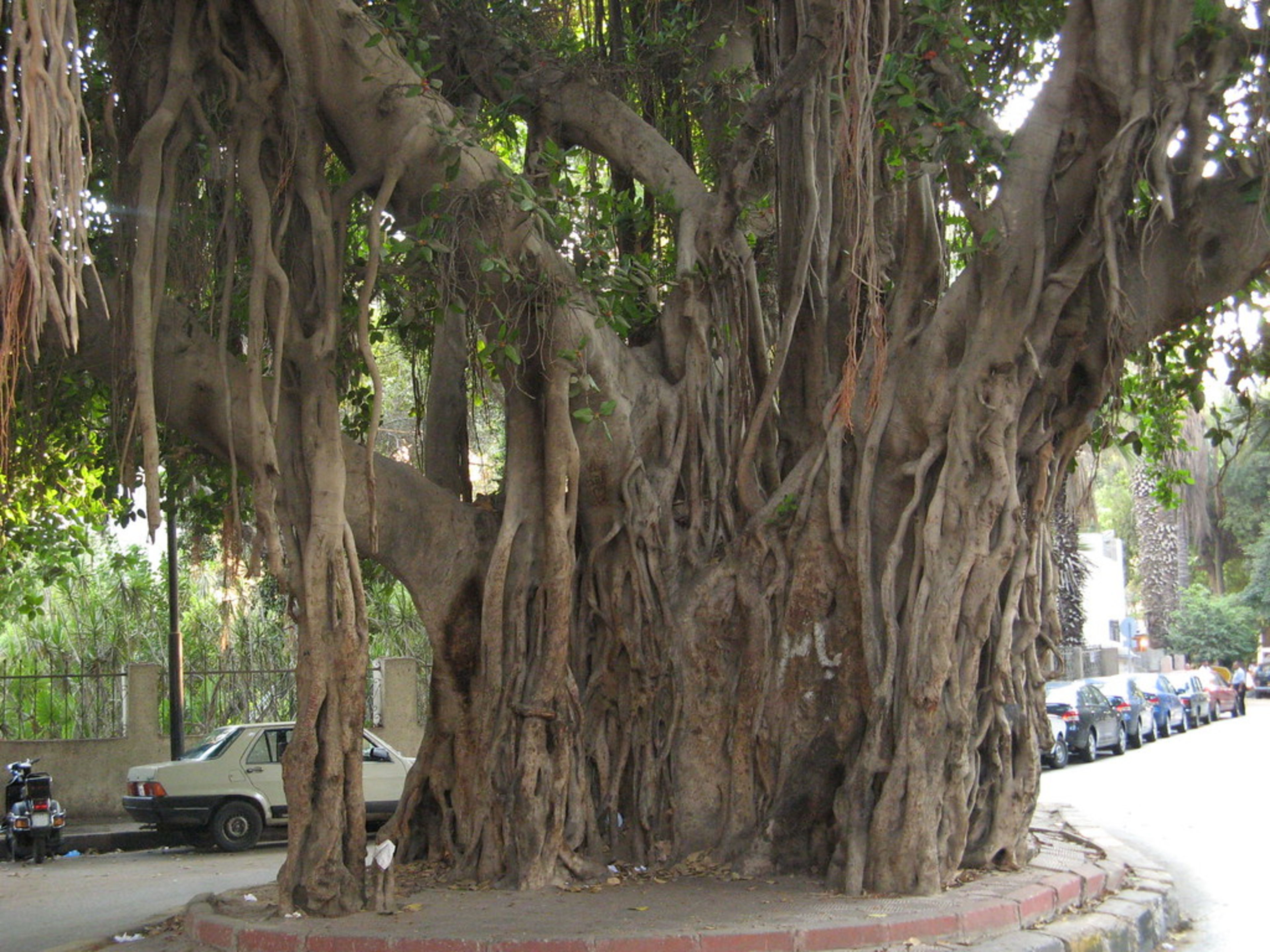 Gezira Island