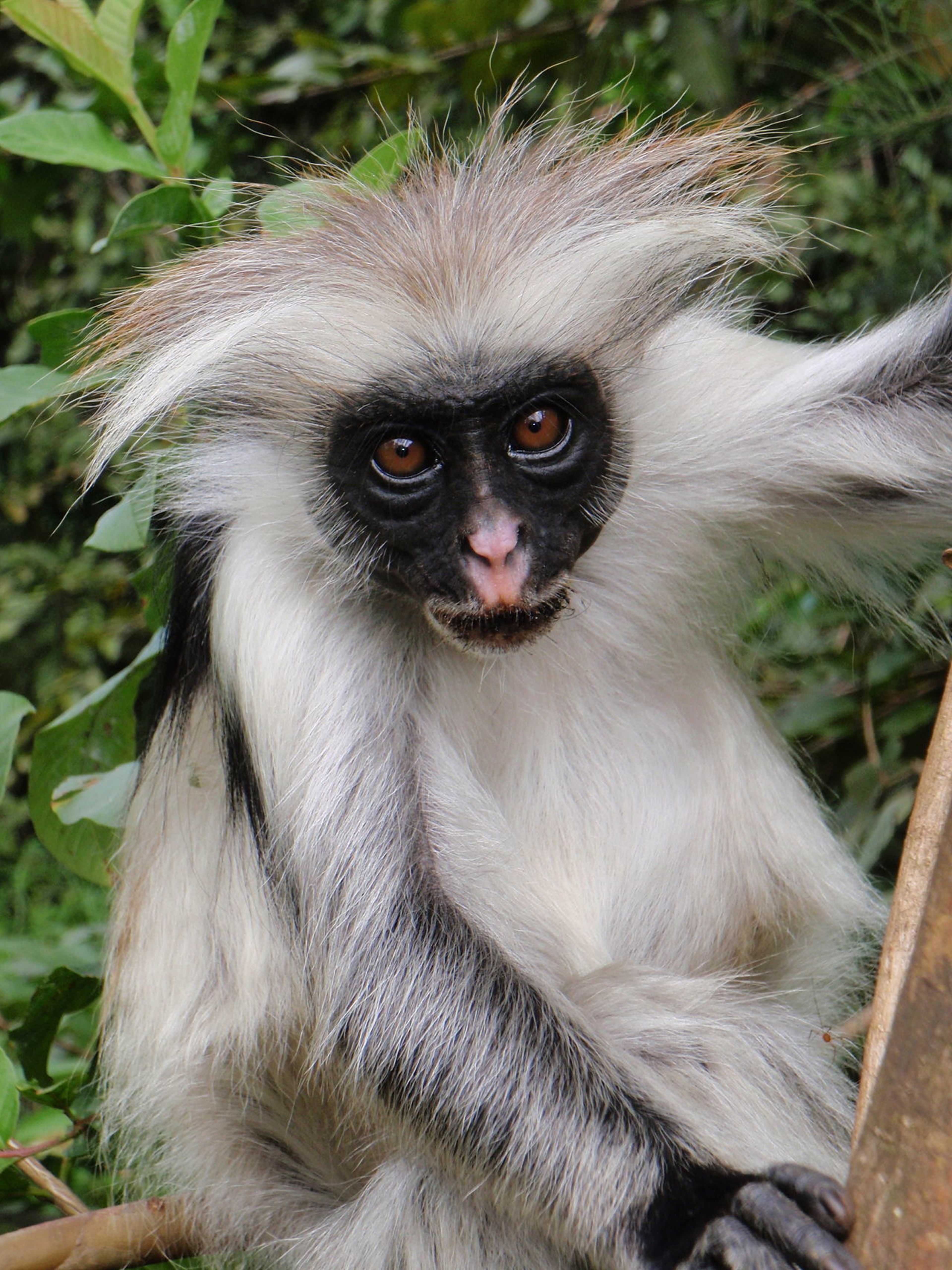 Jozani Forest (Red Colobus Monkeys)