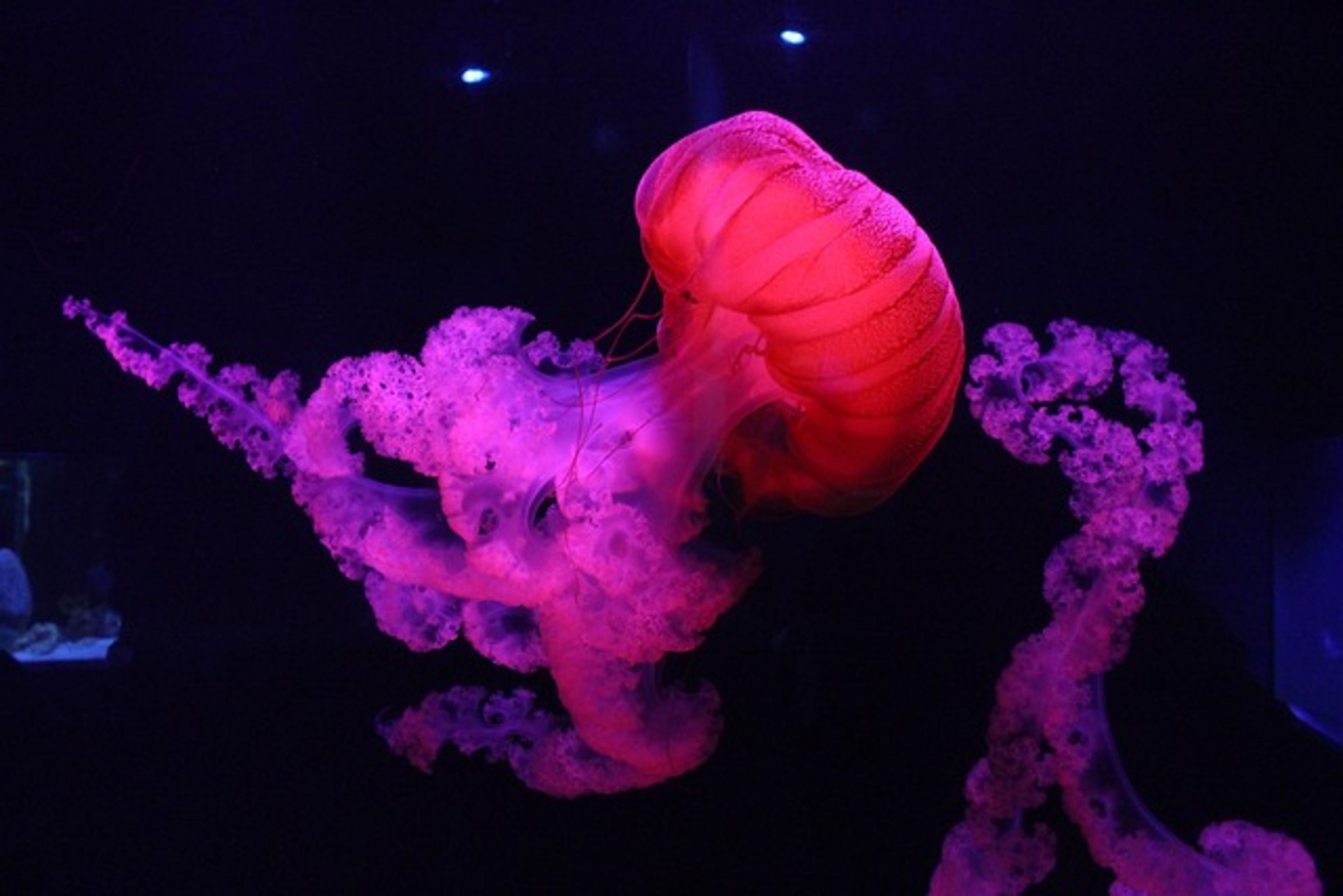 Kelly Tarlton's Sea Life Aquarium