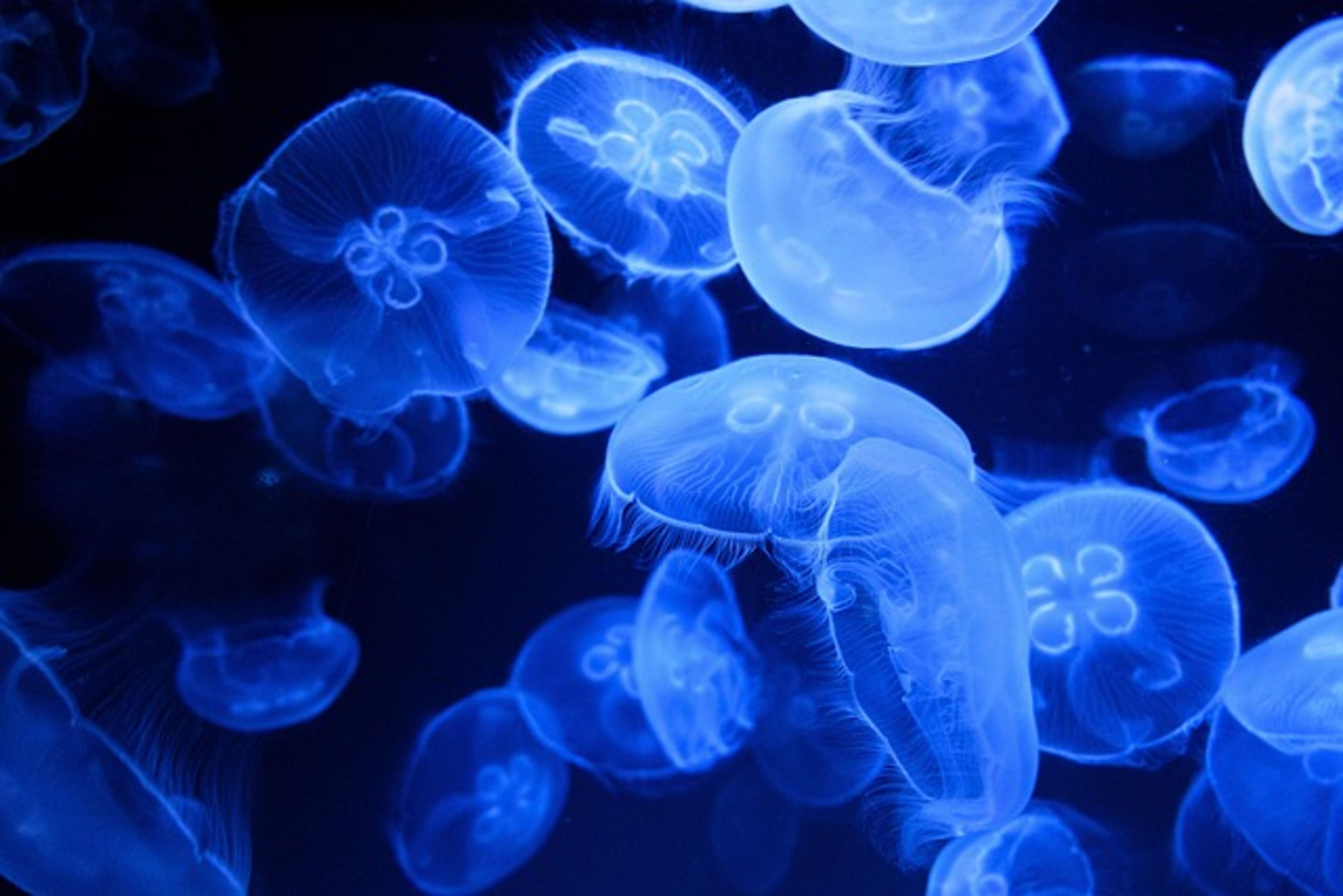 Kelly Tarlton's Sea Life Aquarium