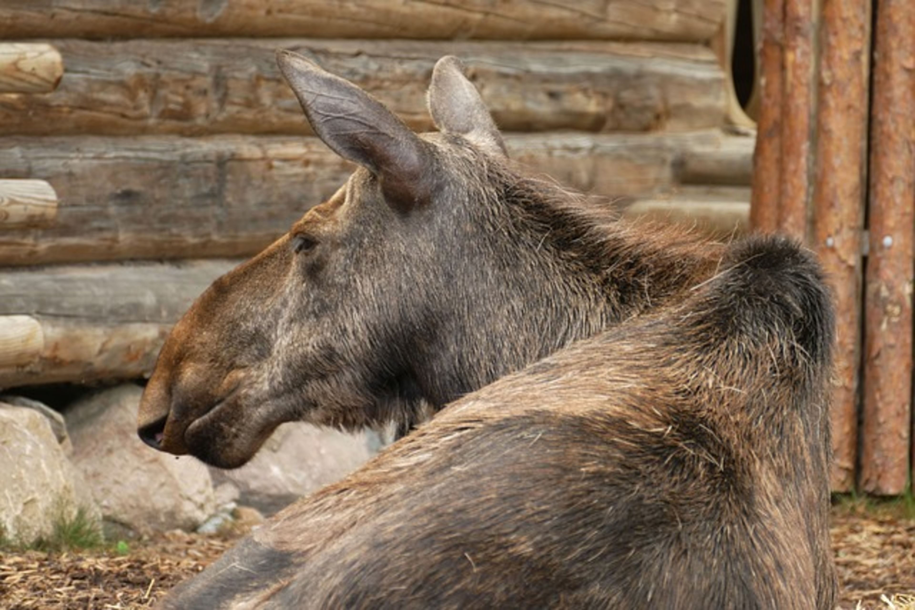 Skansen Open Air Museum