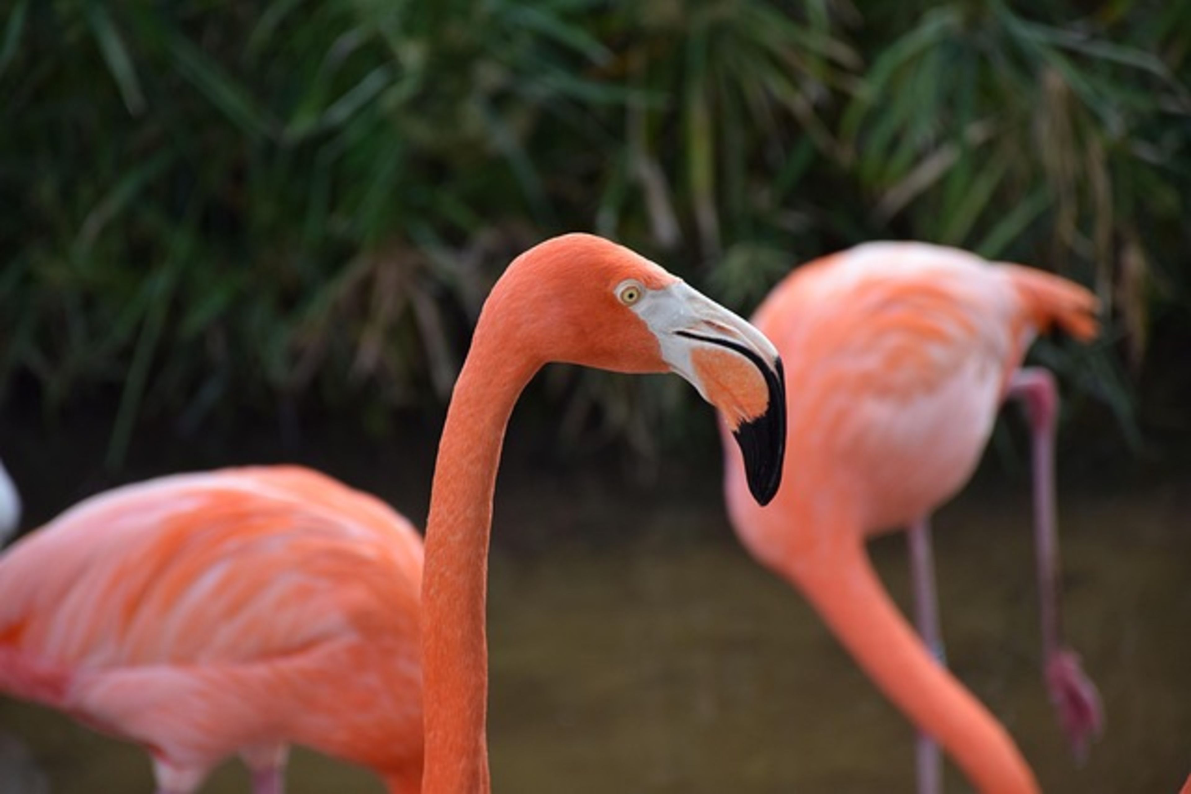 Gatorland