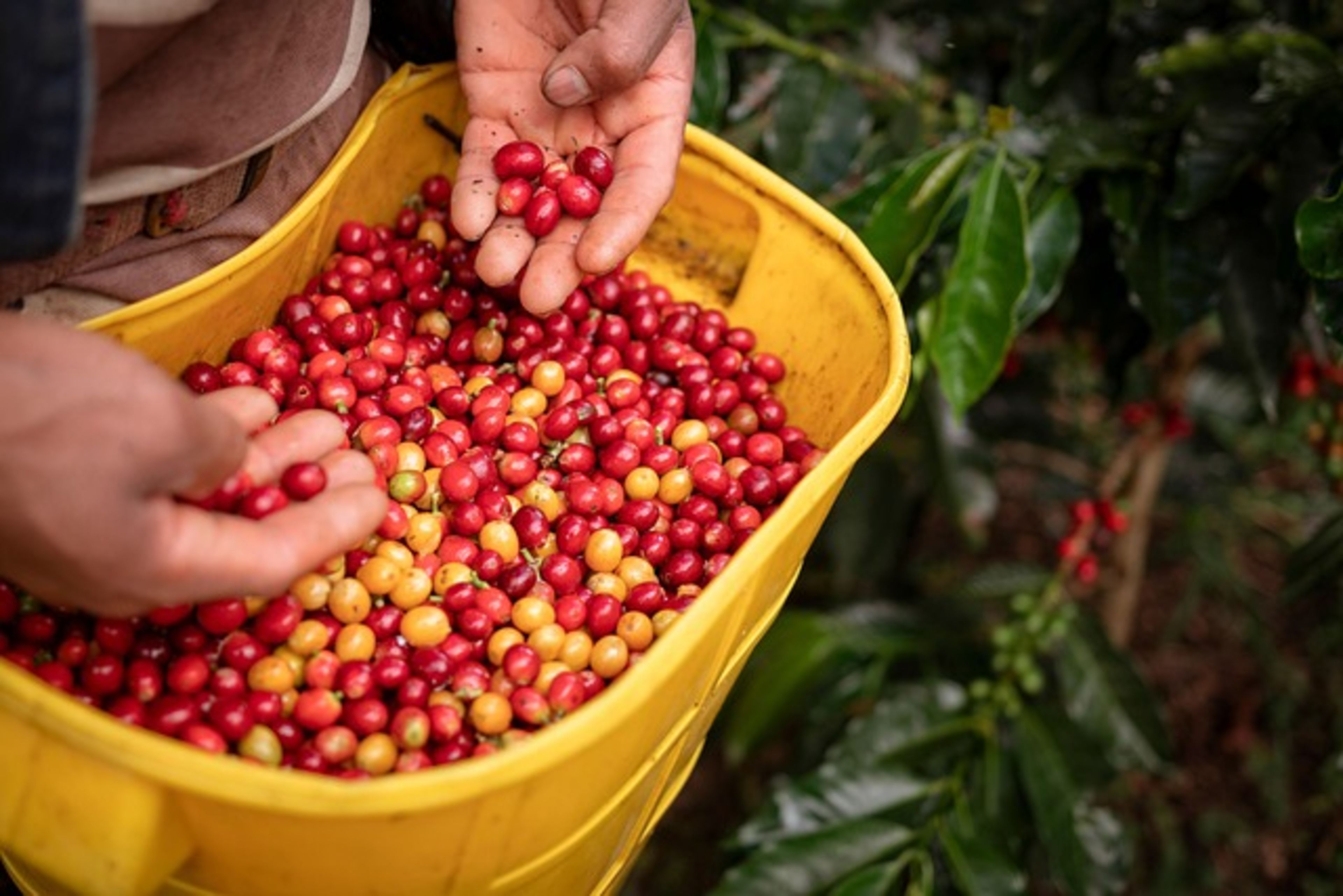 Coffee Plantation Tours