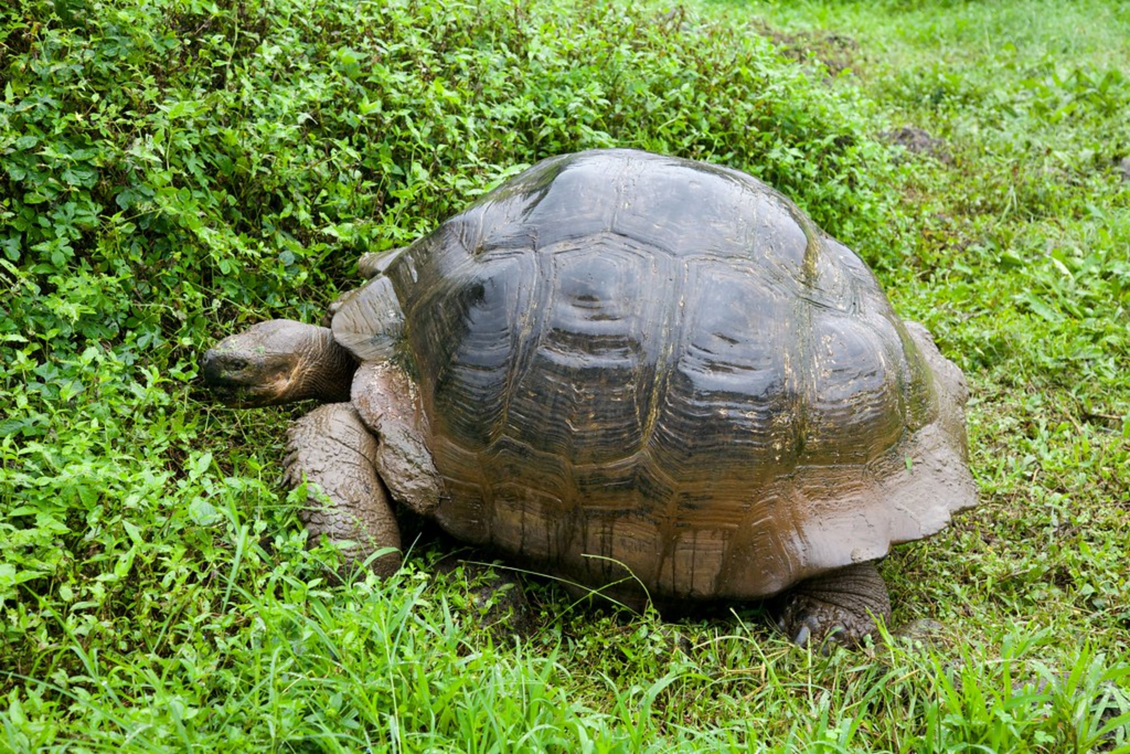 Tortoise Reserve (El Chato)