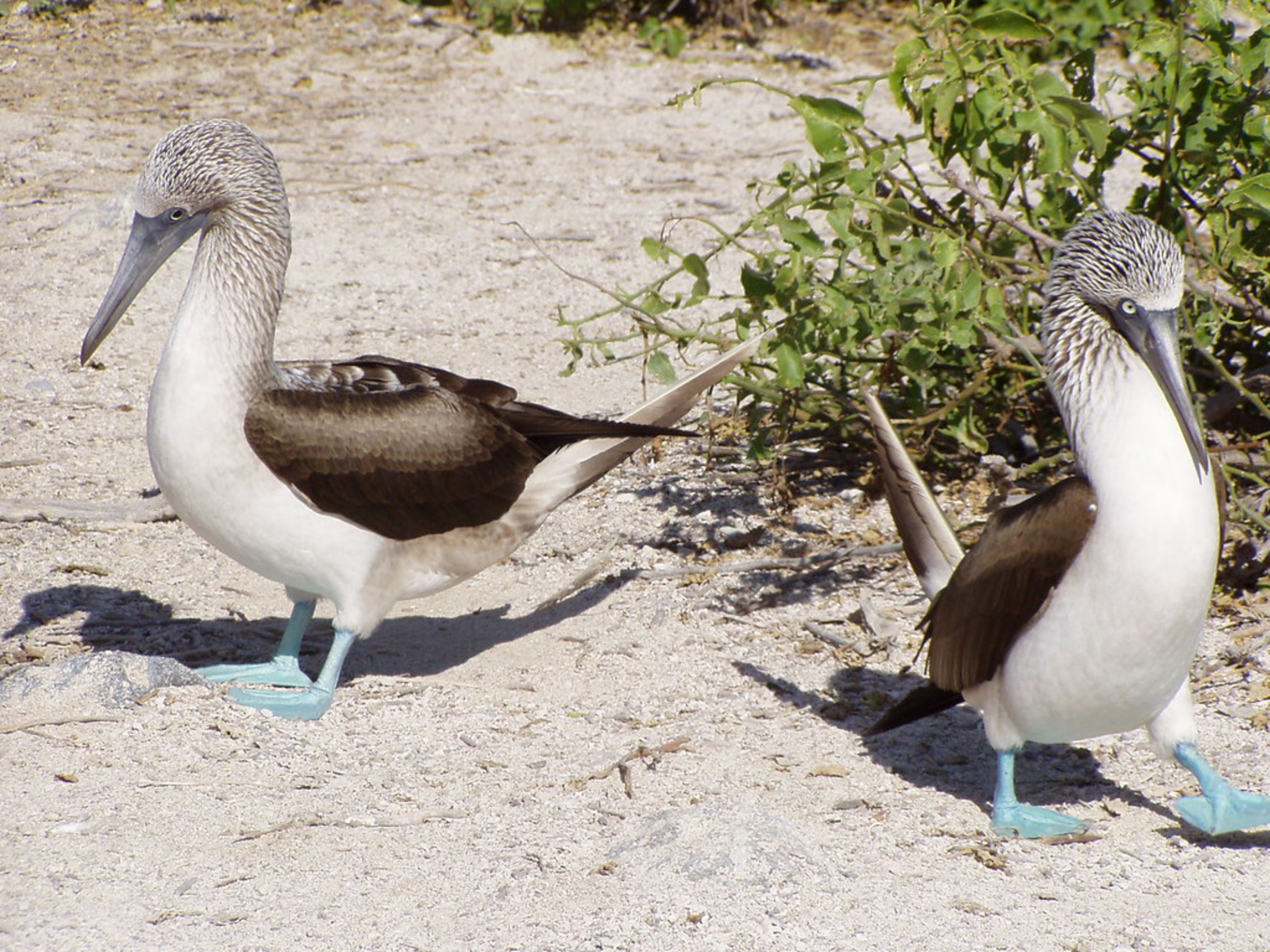 Gardner Bay (Española)