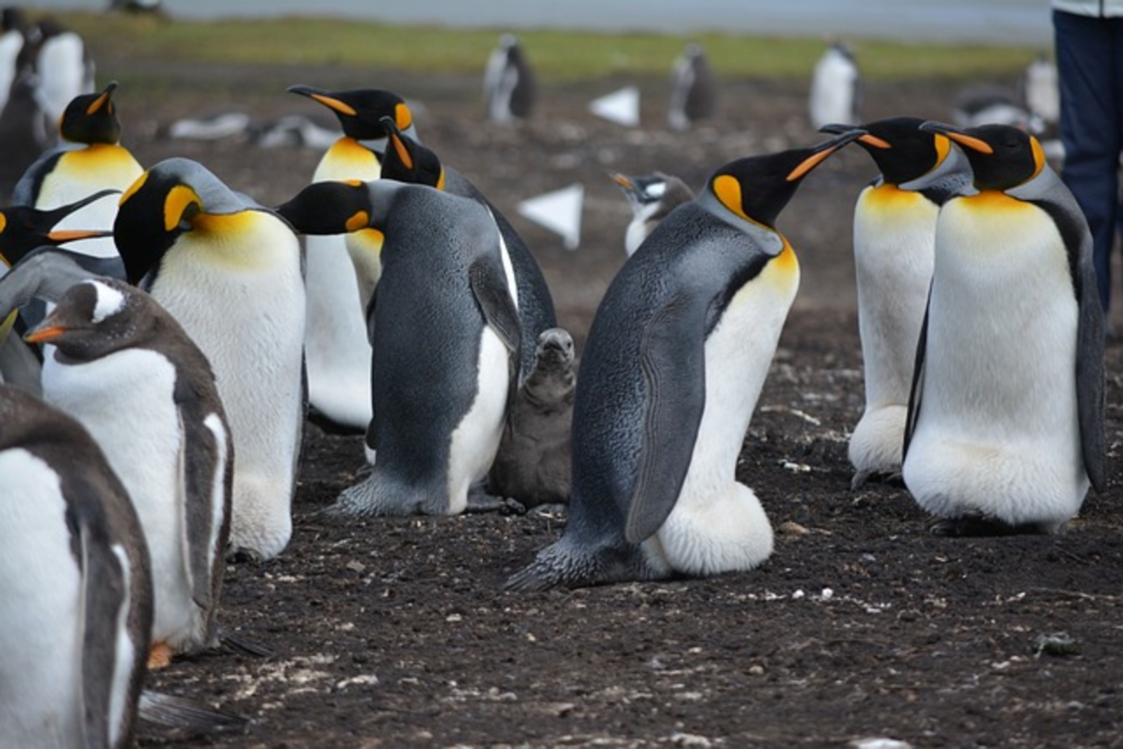 Sea Lion Colonies