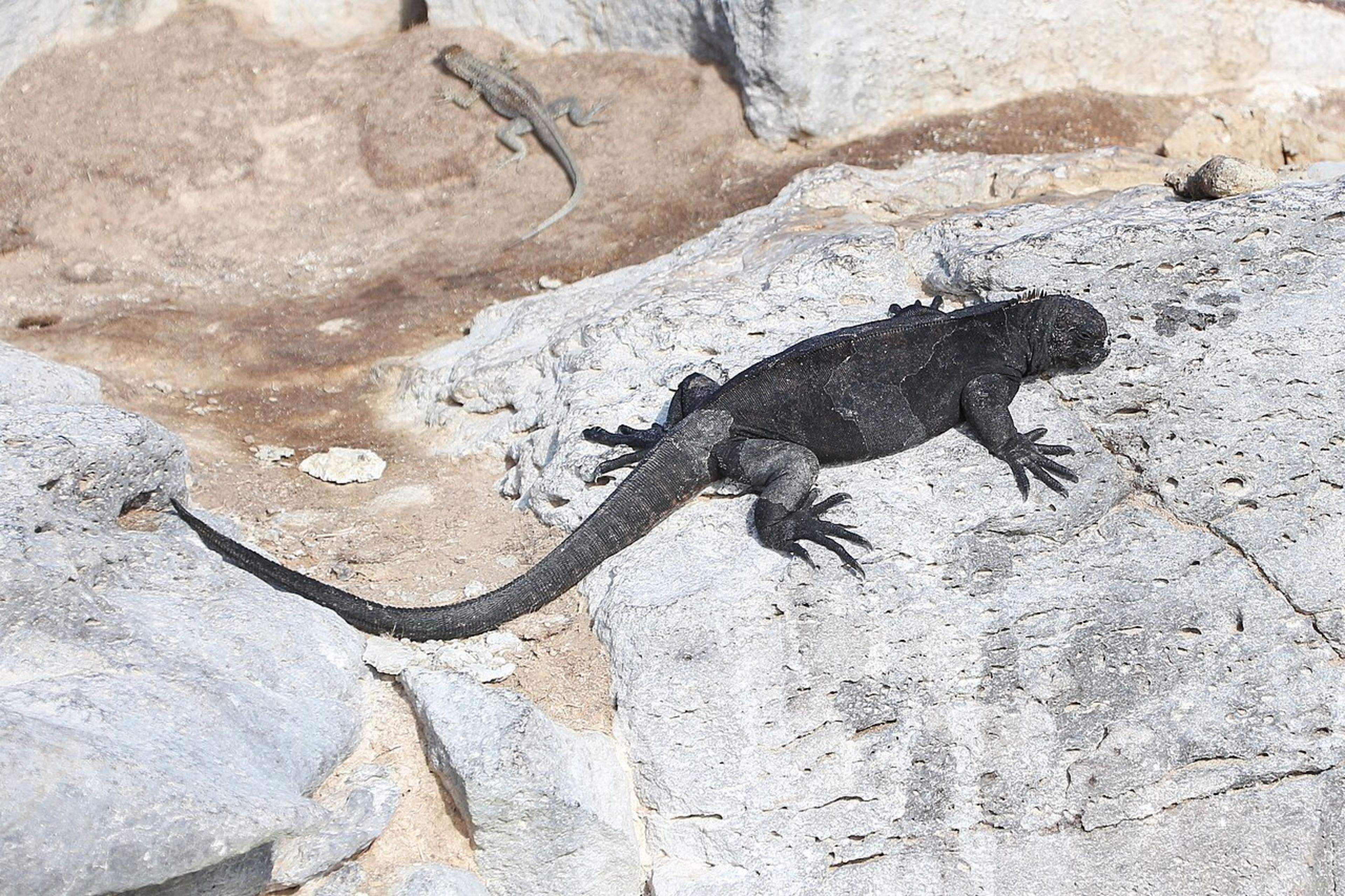Marine Iguana Viewing