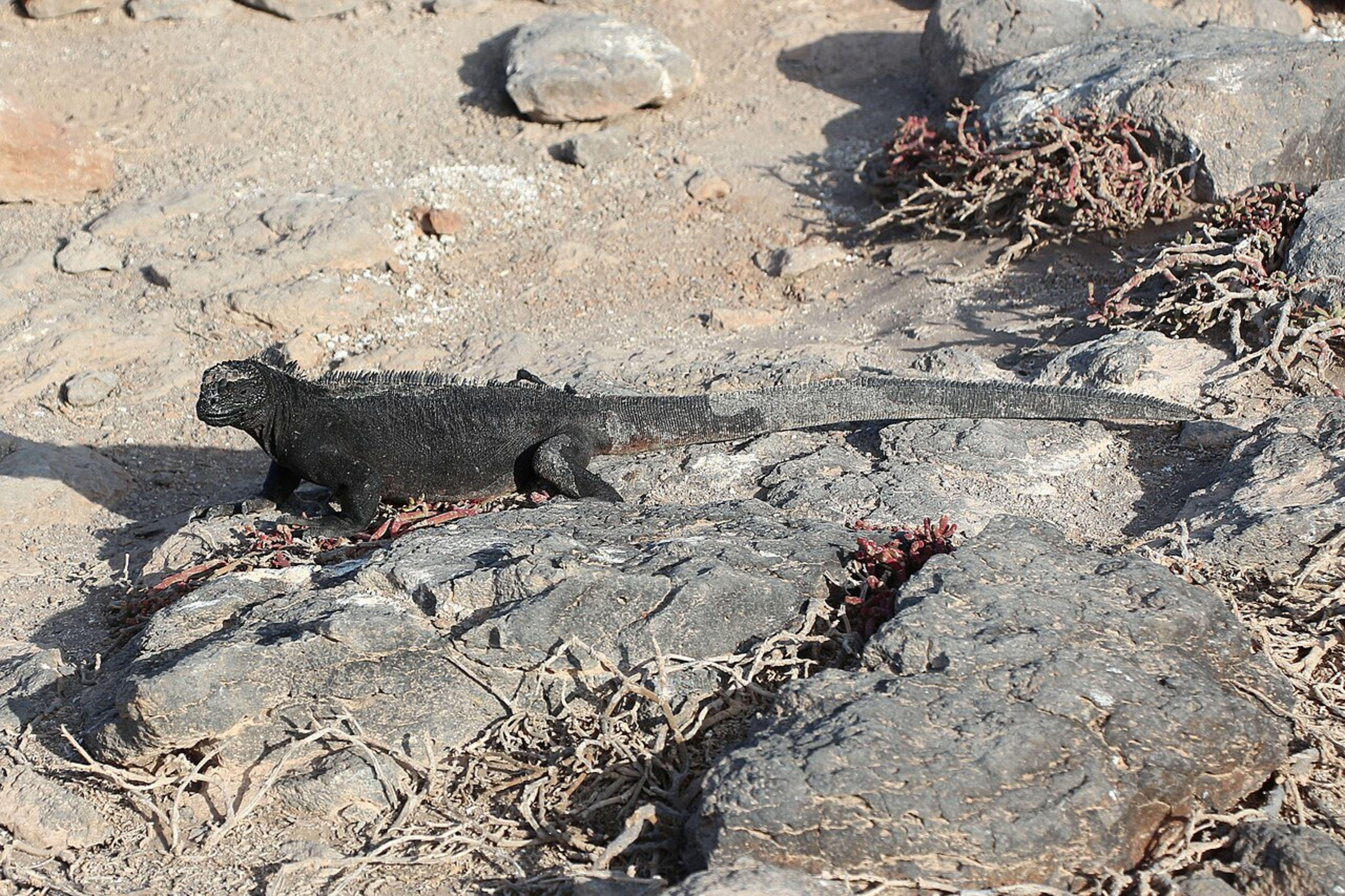Marine Iguana Viewing