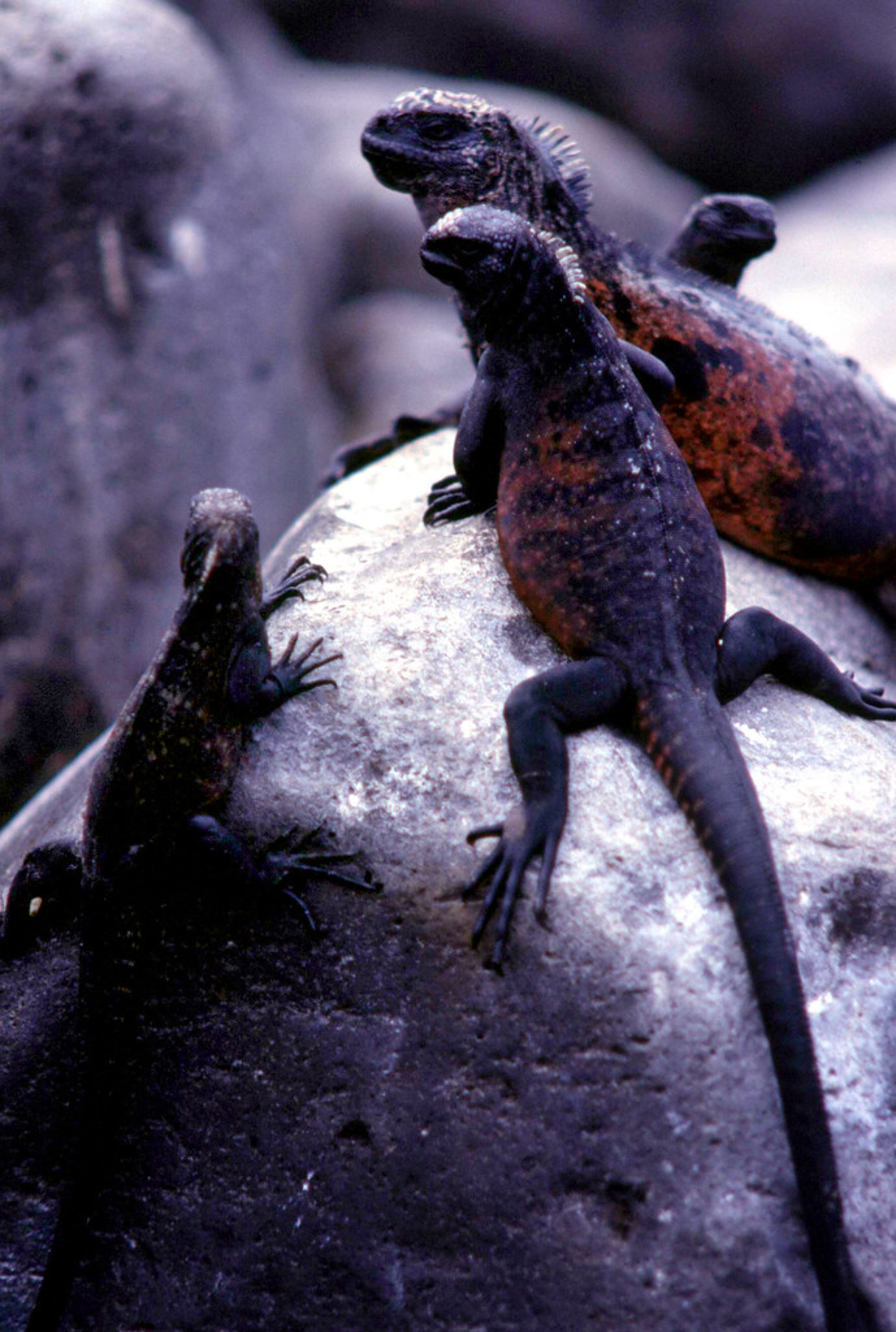 Marine Iguana Viewing
