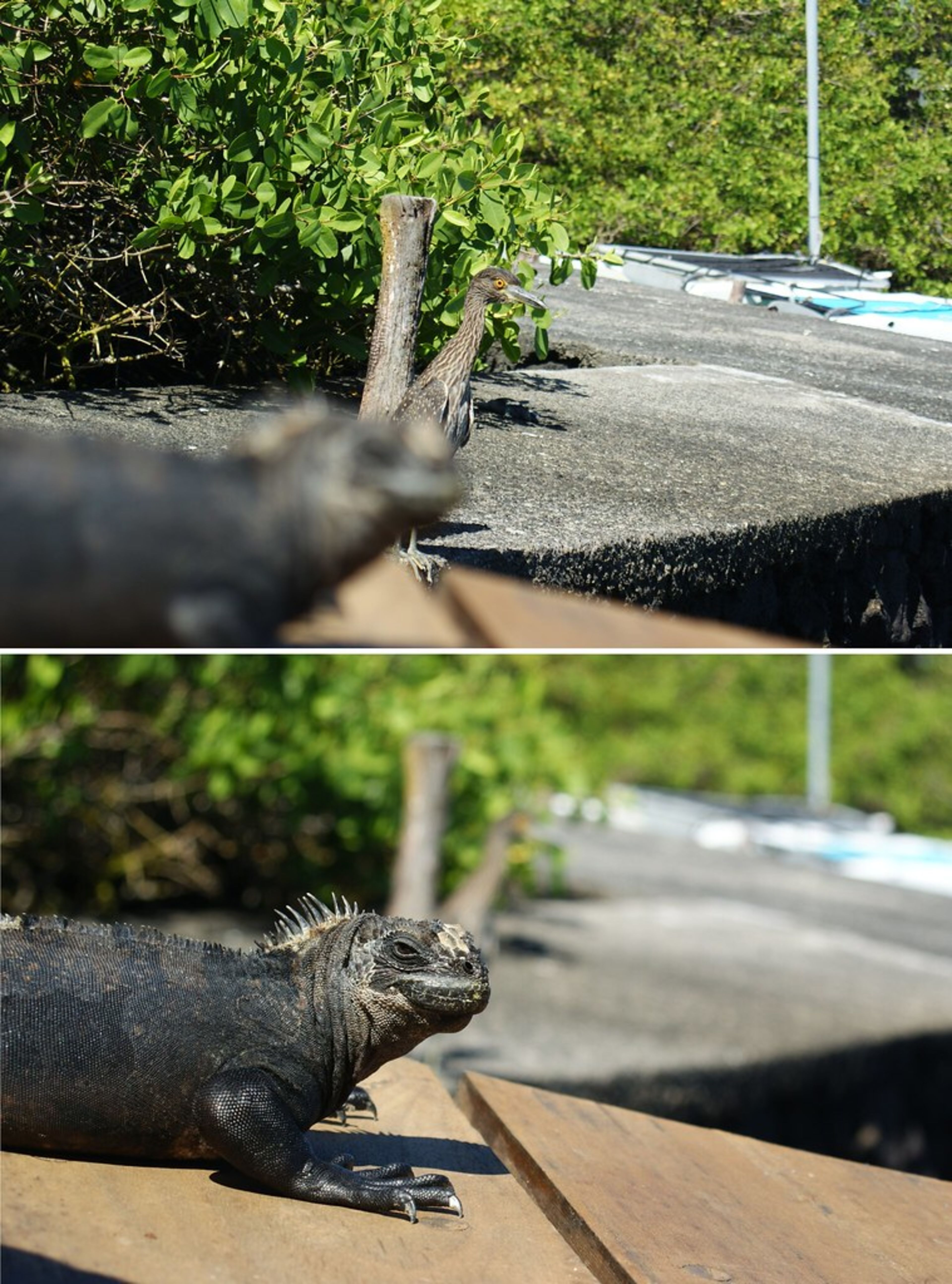 Marine Iguana Viewing