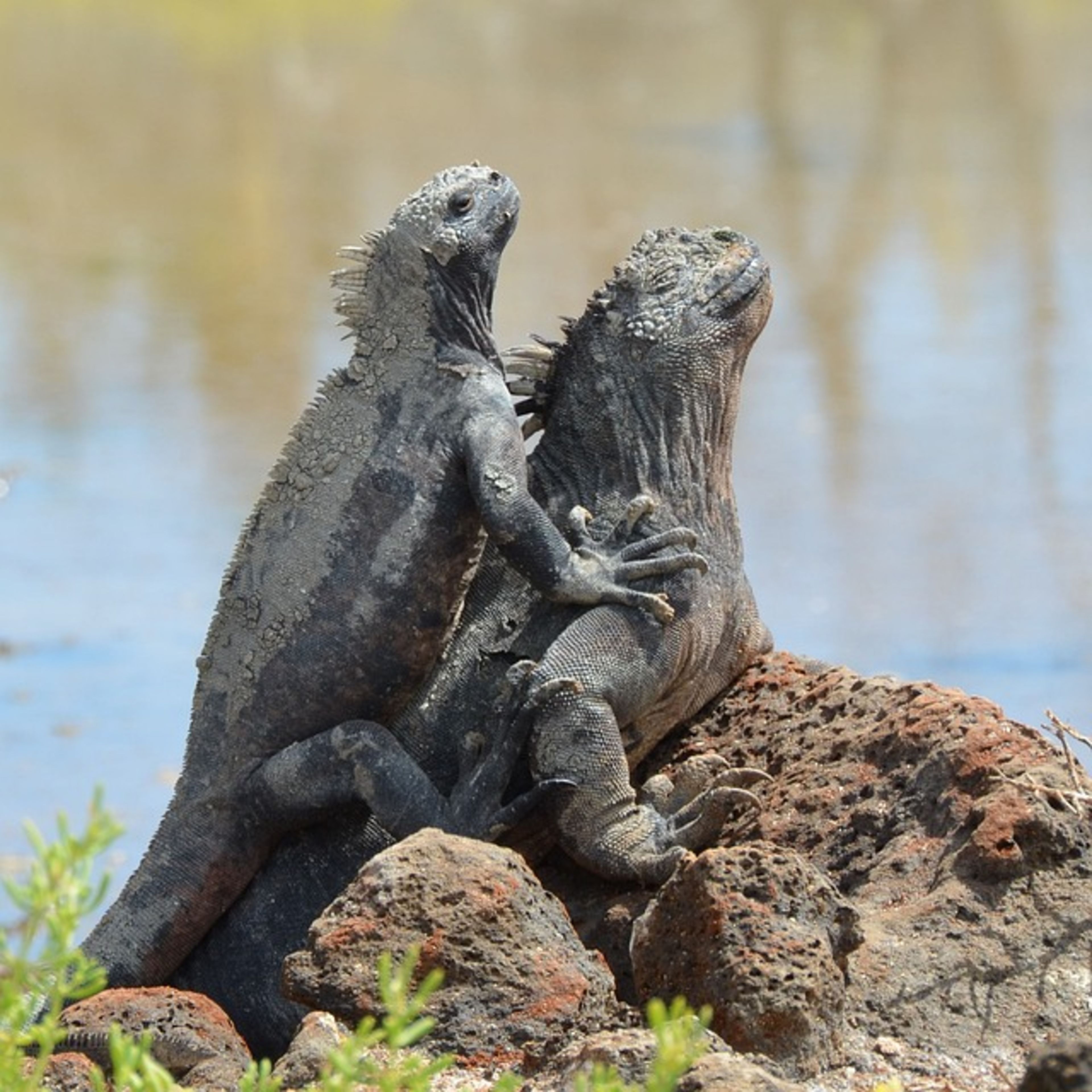 Marine Iguana Viewing