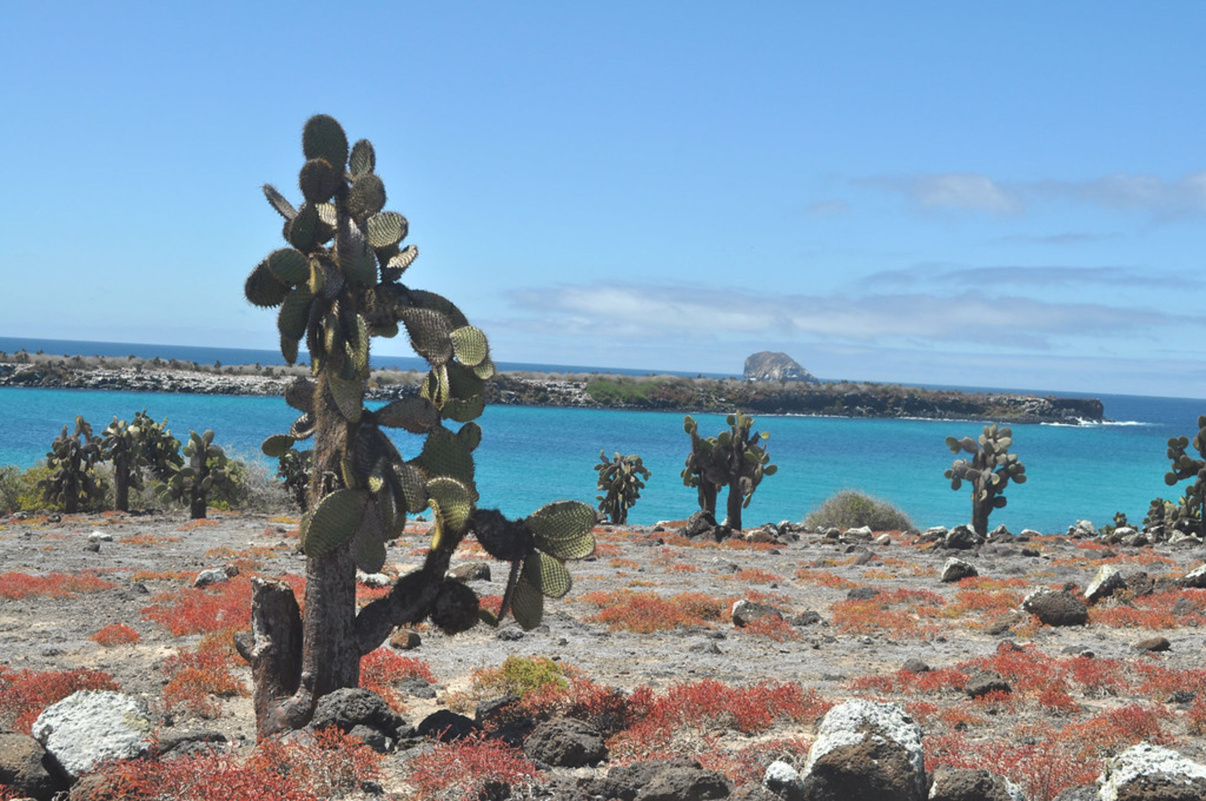 Marine Iguana Viewing