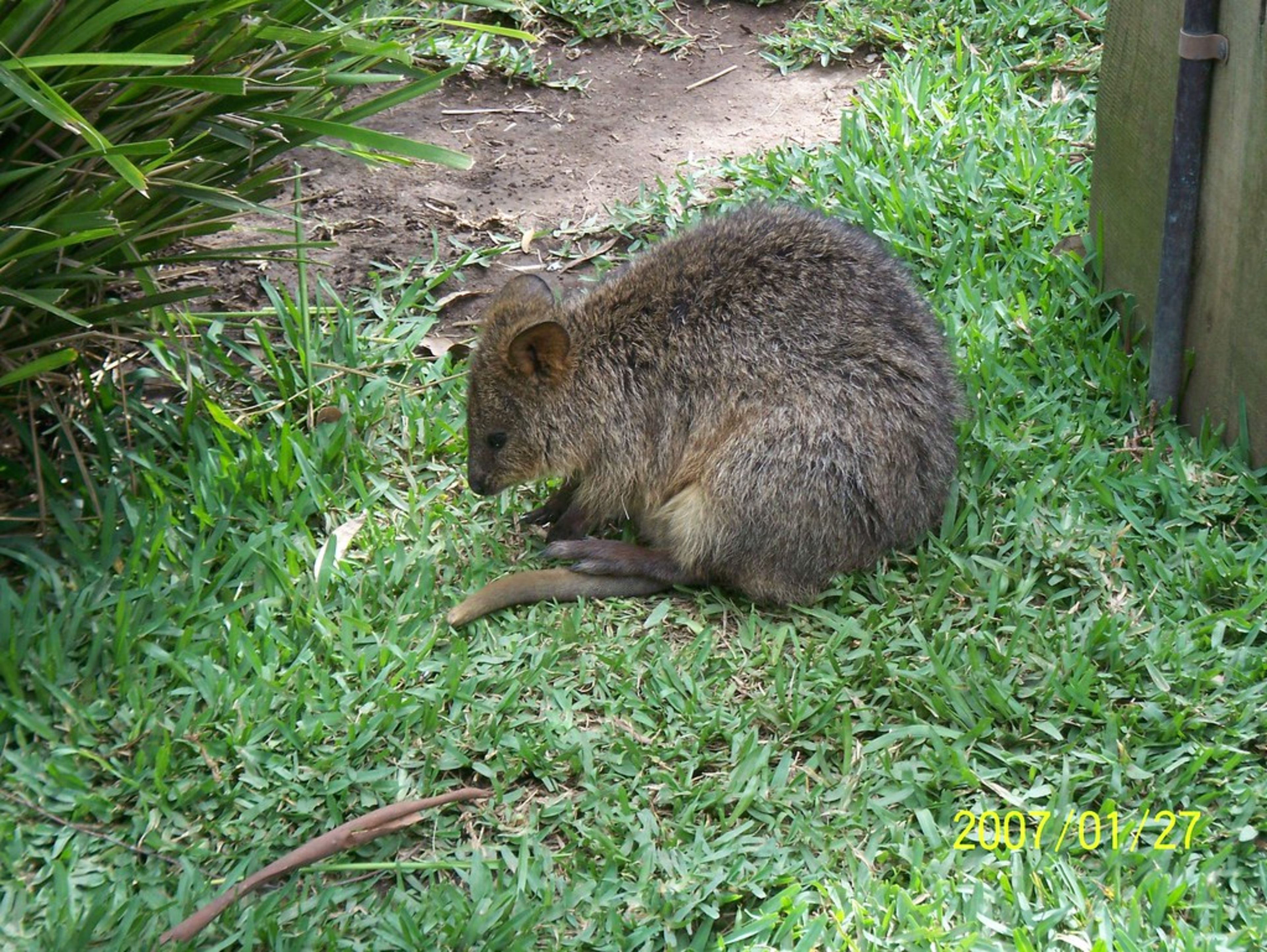 Rottnest Island (Quokkas)