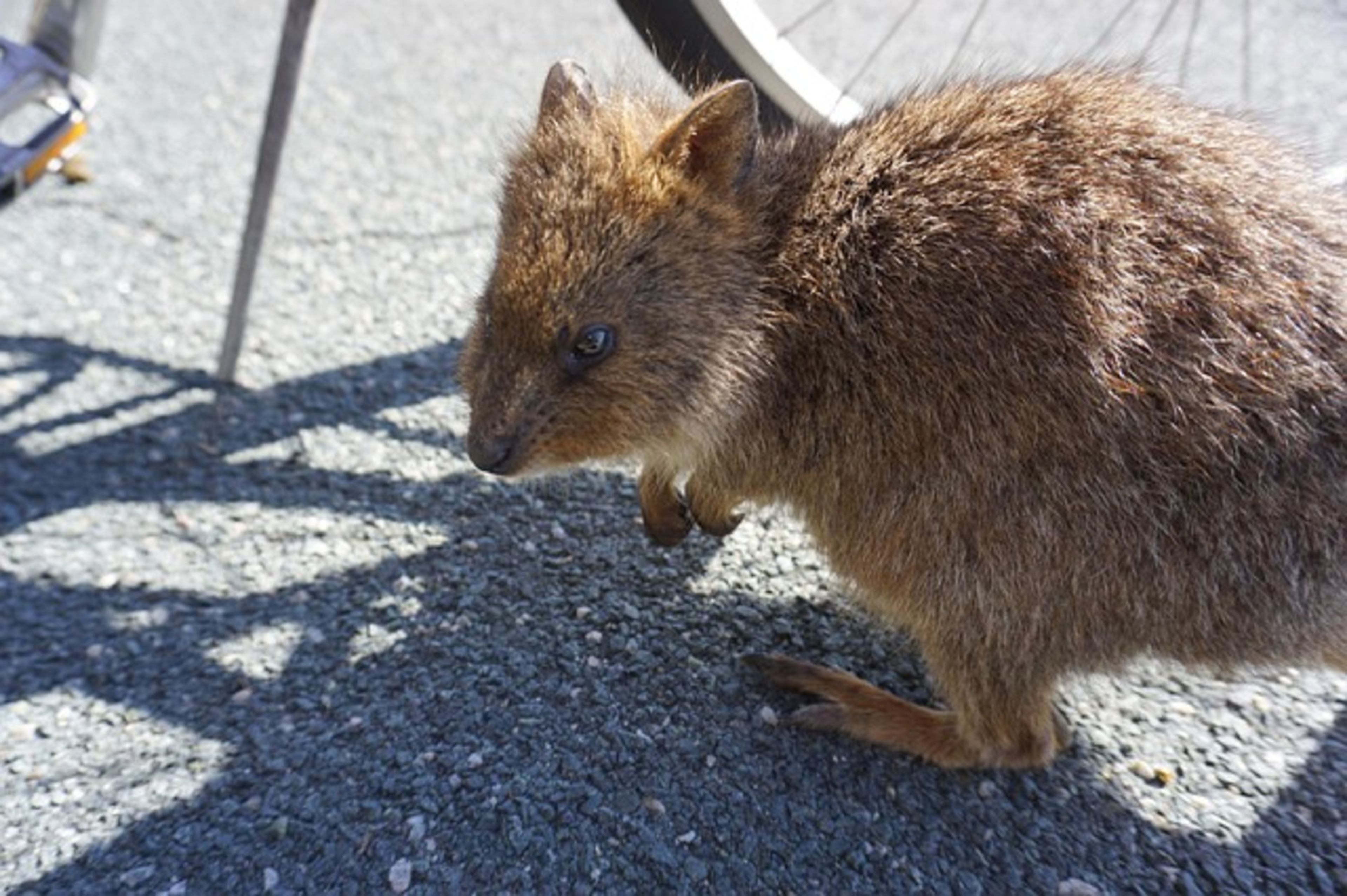 Rottnest Island (Quokkas)